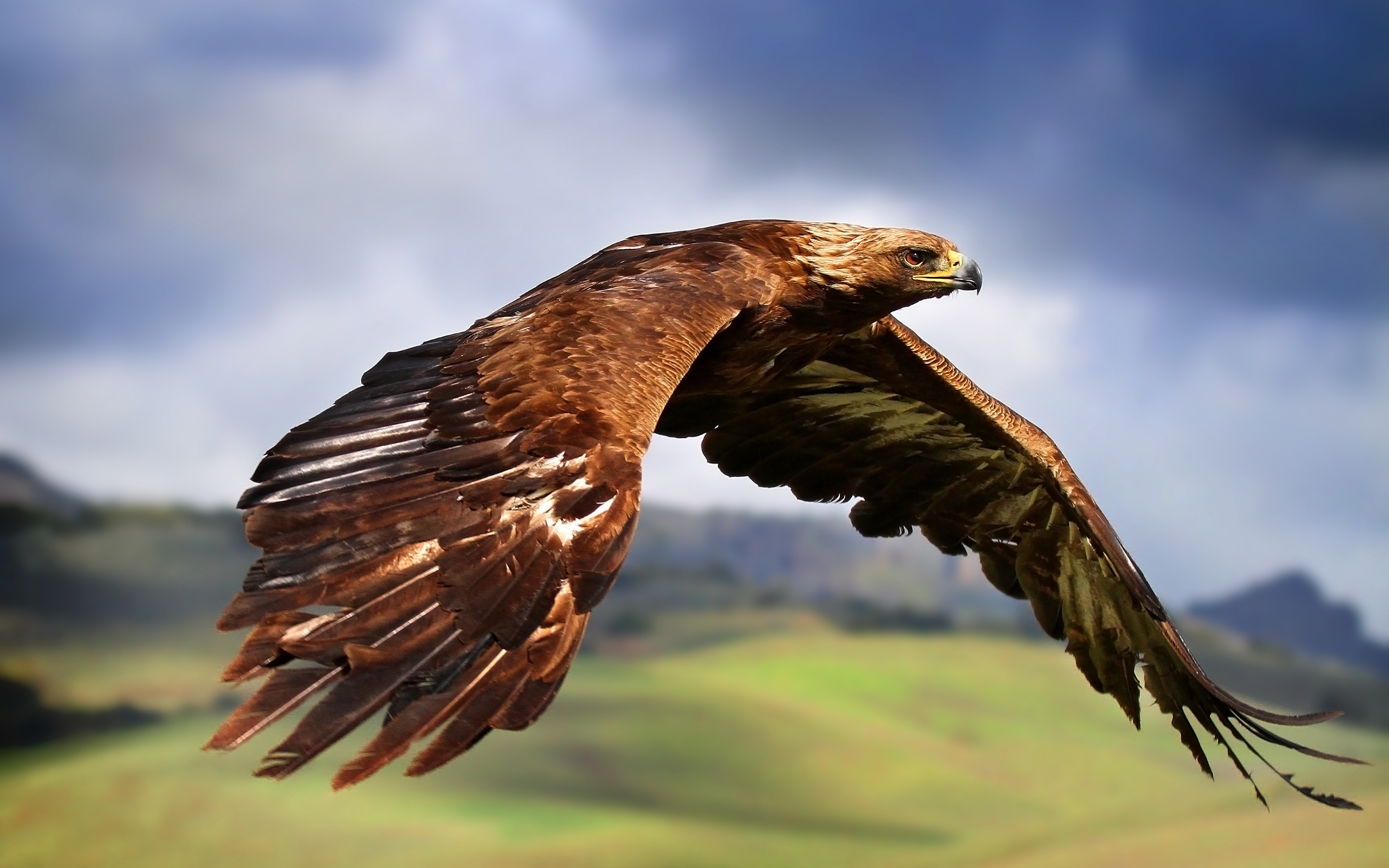 Giant Albatross Vs. Human: Who'S The Real King Of The Skies? - 8khqp59