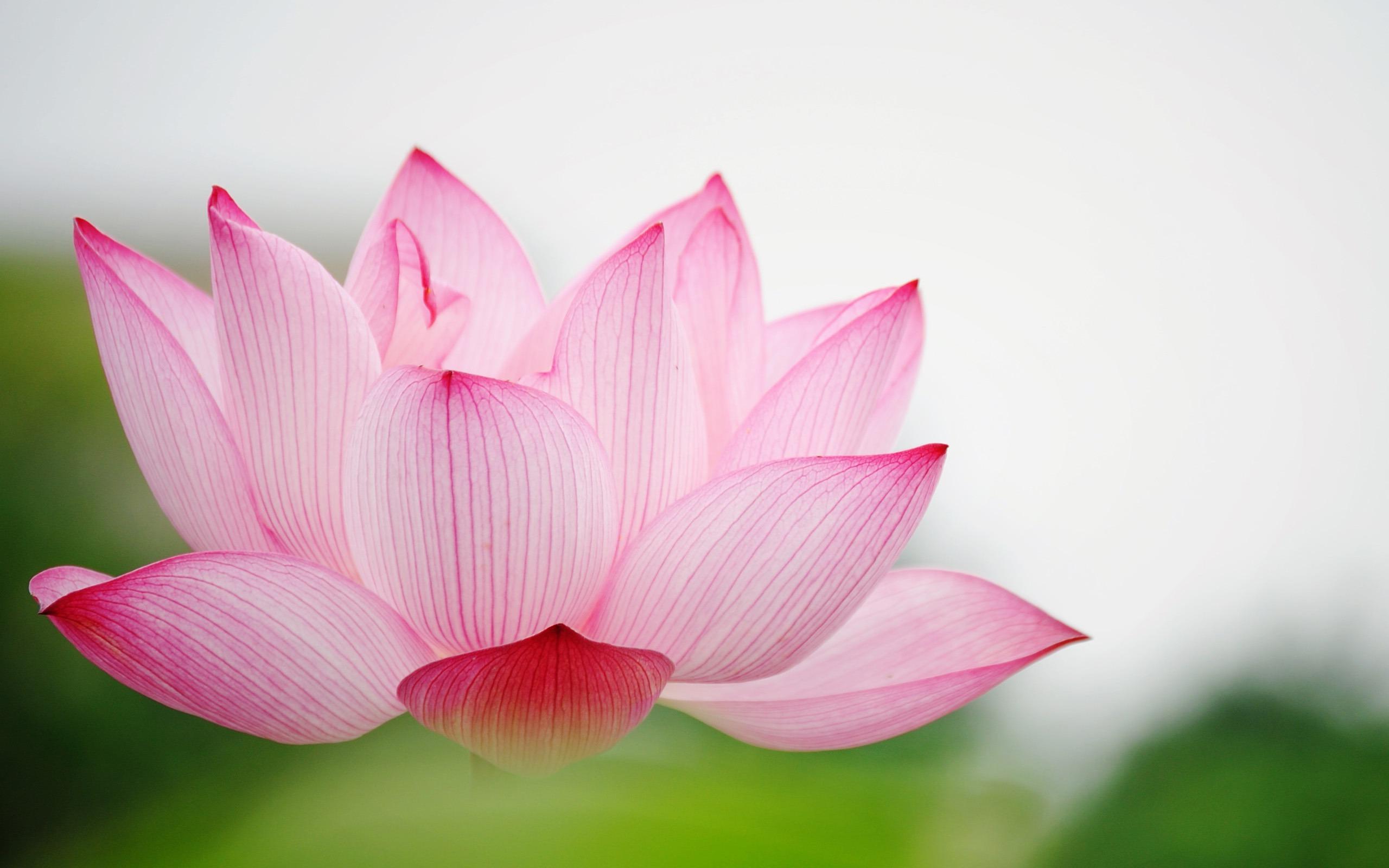 Lotus Flower Wallpapers HD / Desktop