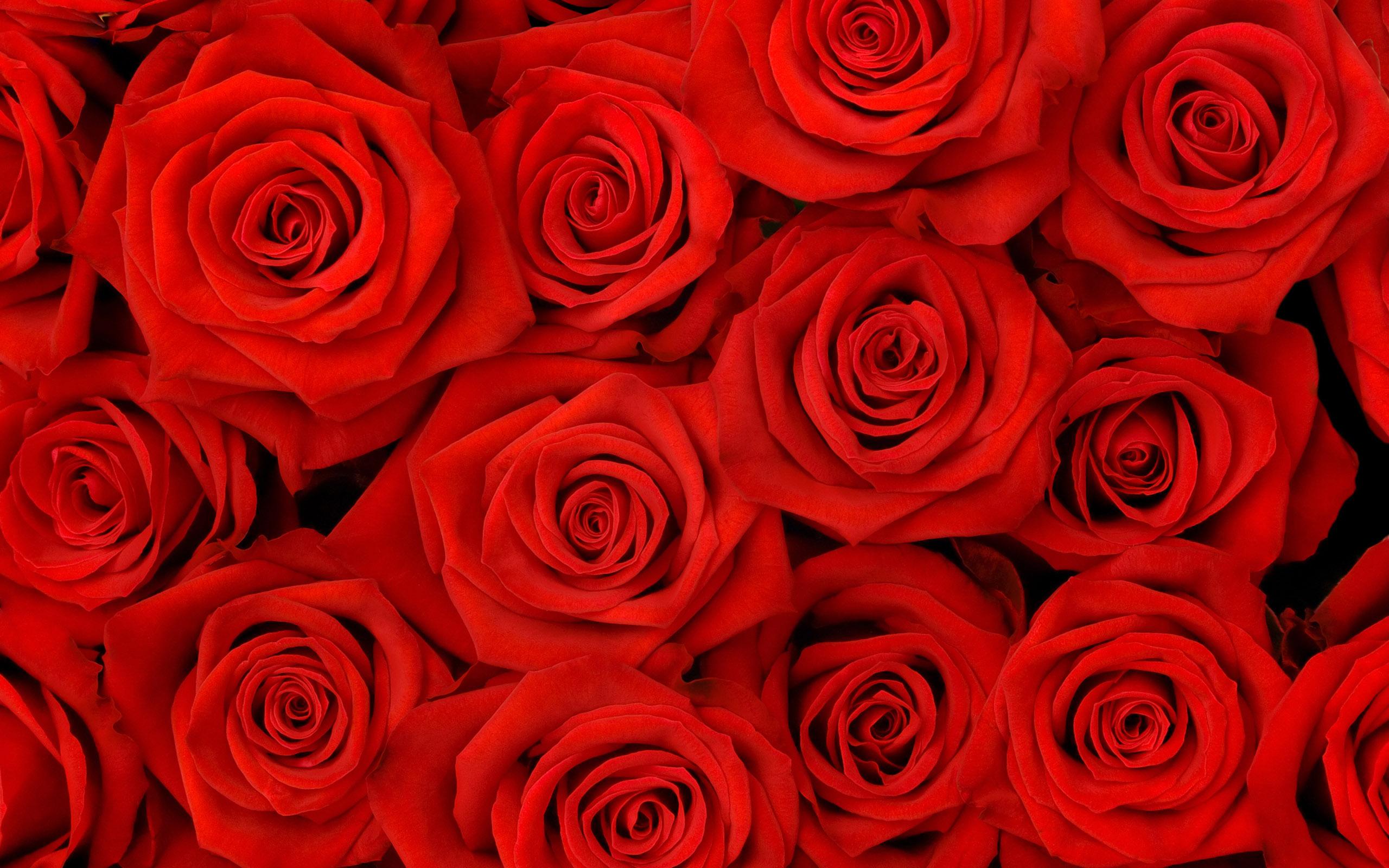 Red Roses Tumblr Background