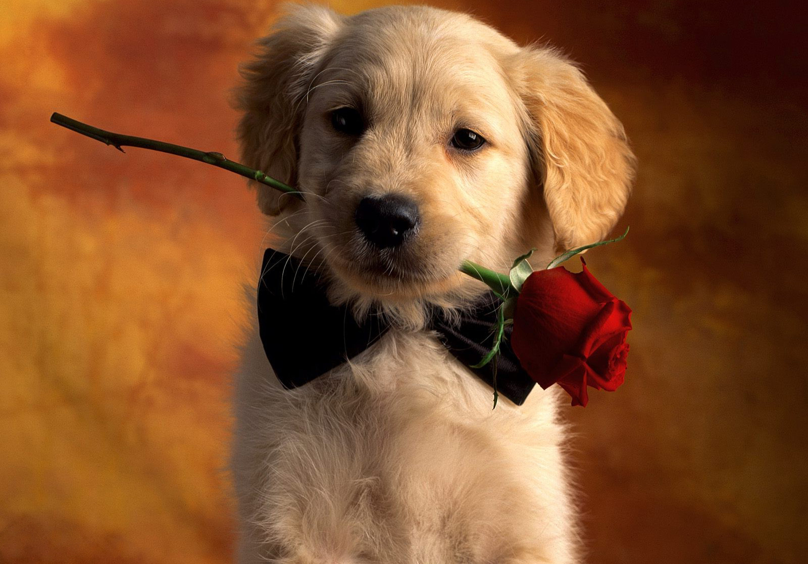 Romantic Boy Wallpapers HD Desktop And Mobile Backgrounds