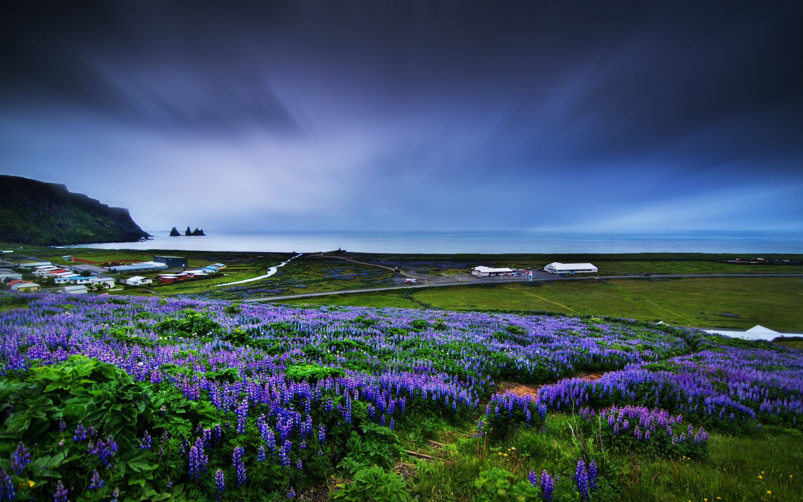 nature, Coast, Field, Flowers, Landscape, Muscari, Blue Flowers Wallpapers  HD / Desktop and Mobile Backgrounds
