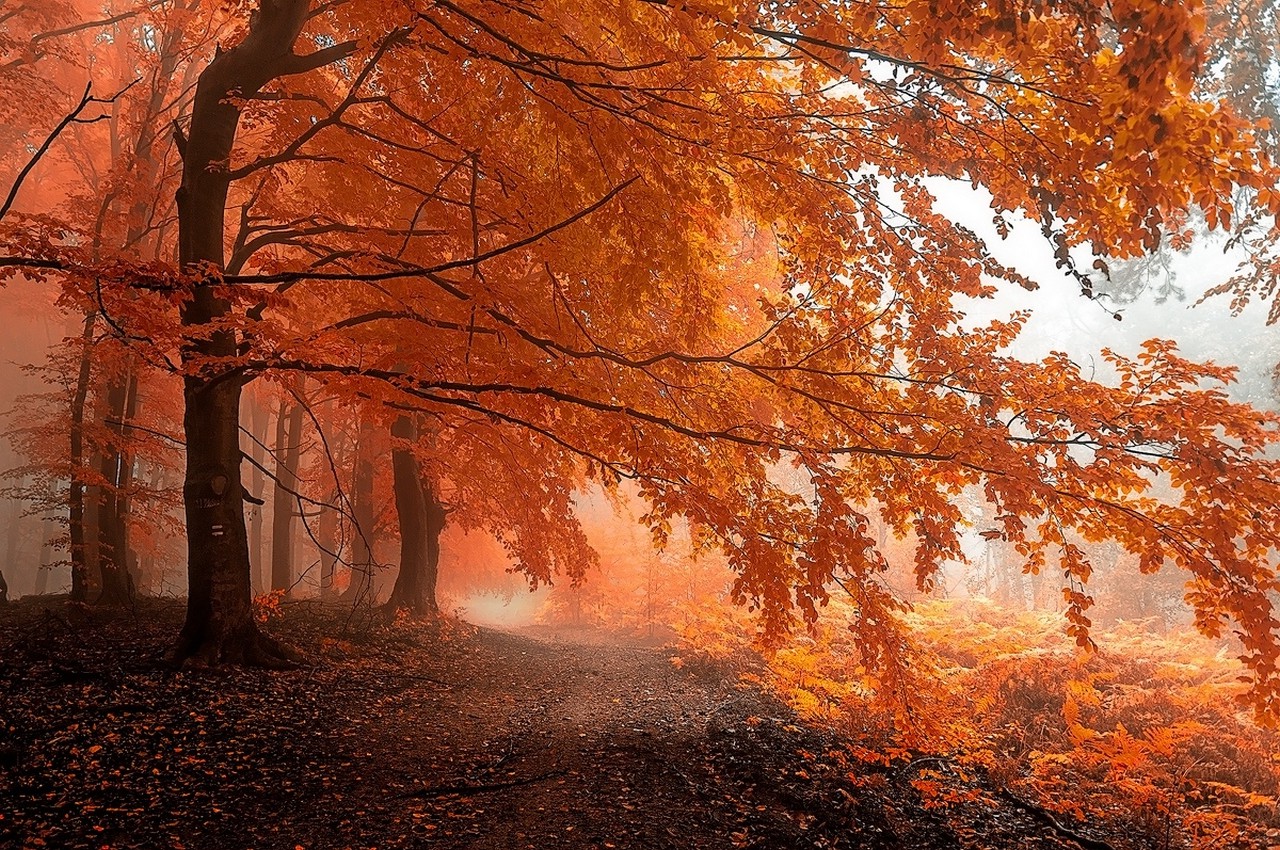 fall, Mist, Path, Forest, Leaves, Trees, Orange, Nature, Landscape