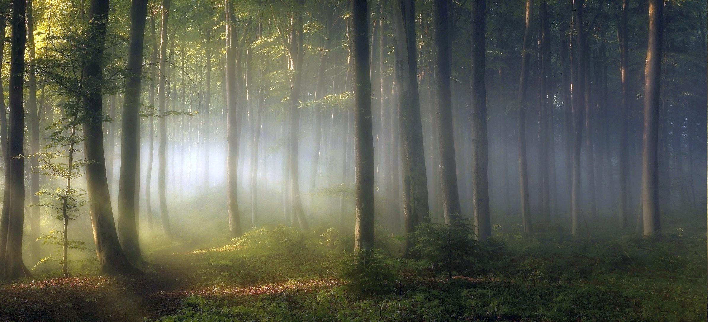 morning, Forest, Shrubs, Sunrise, Trees, Path, Mist, Leaves, Green