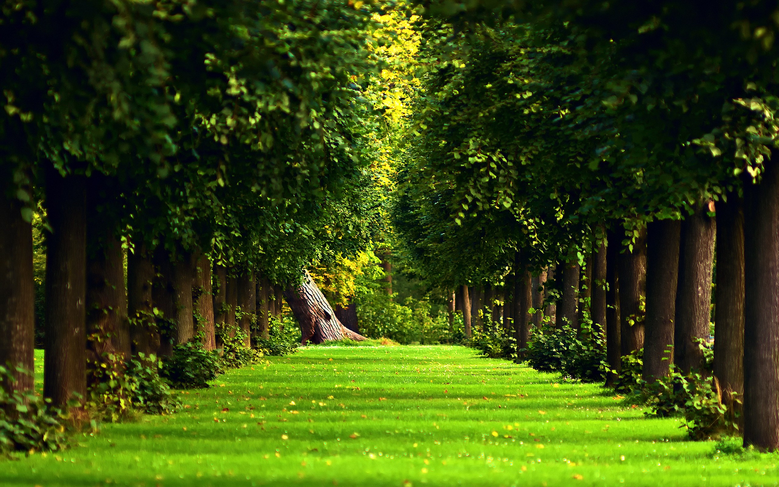 Vintage Forest Wallpaper ~ Landscape, Nature, Path, Bamboo, Trees