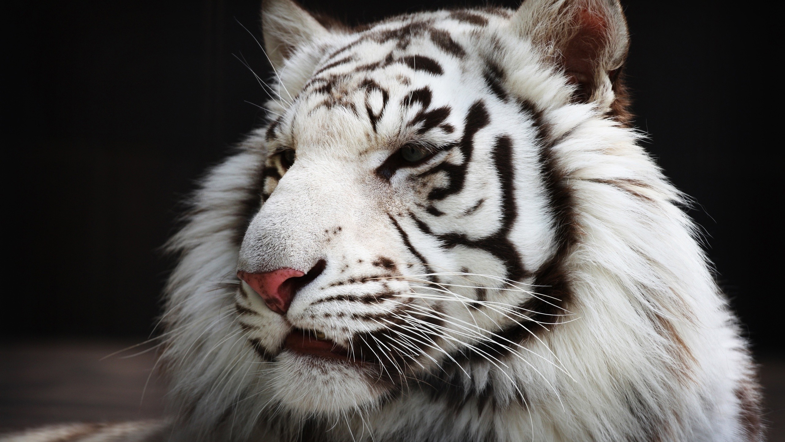 tiger, White Tigers, Animals Wallpapers HD / Desktop and Mobile Backgrounds