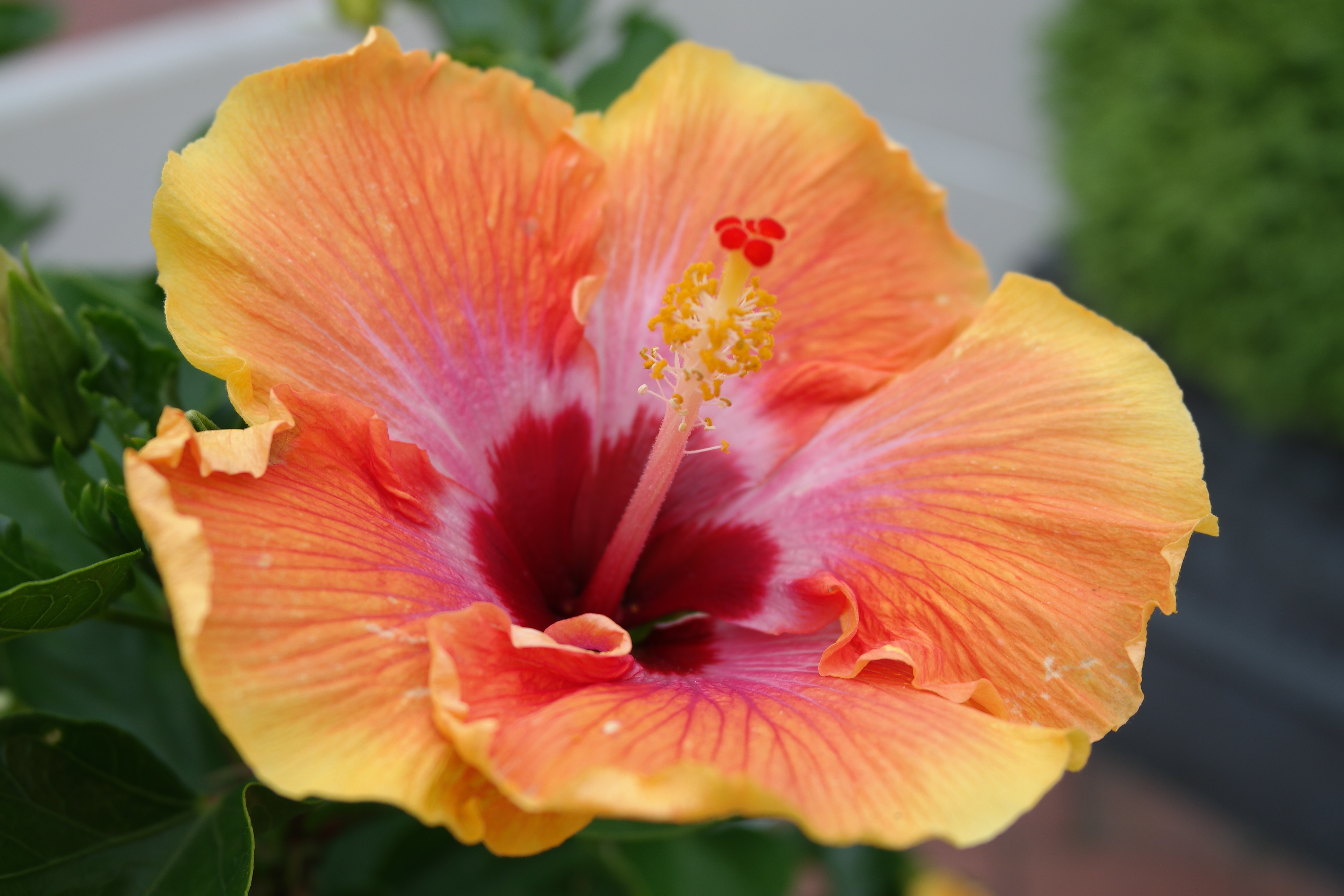 flowers, Hibiscus Wallpapers HD / Desktop and Mobile Backgrounds