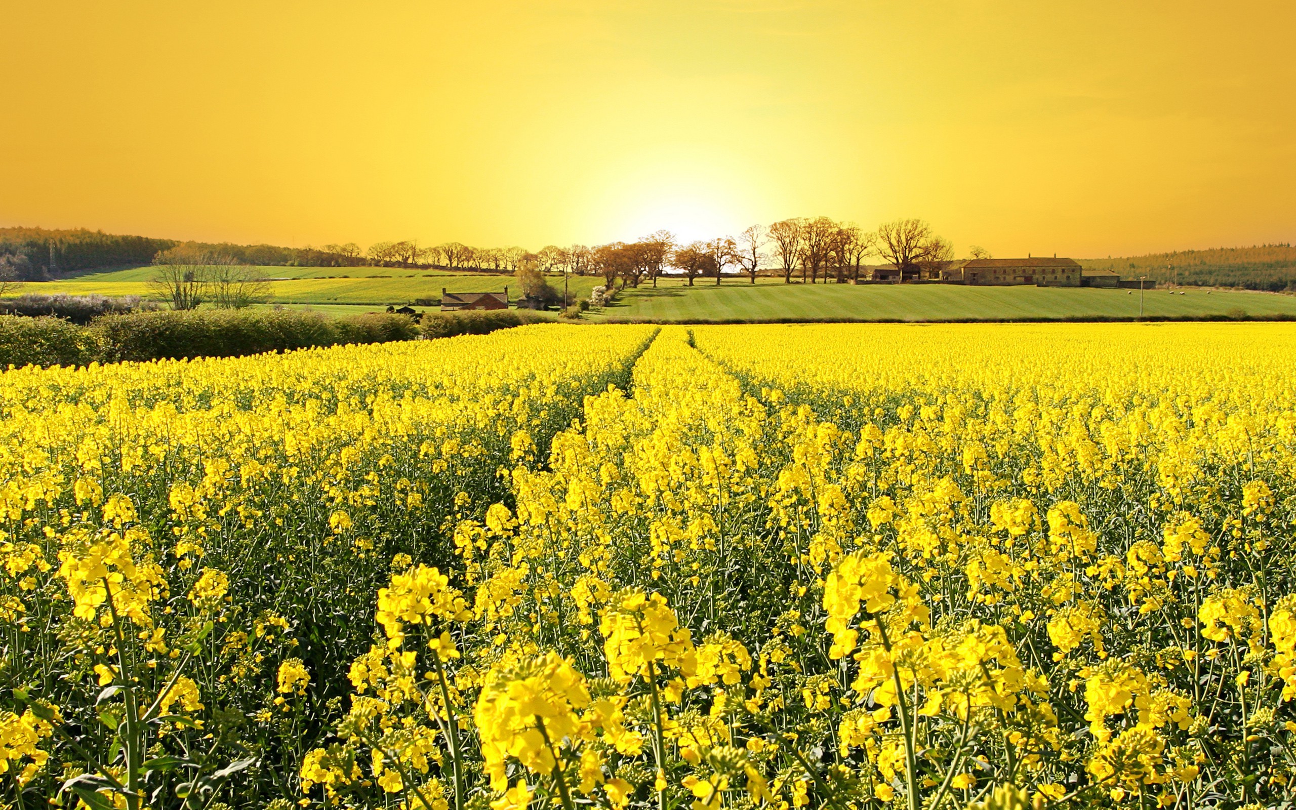 rapeseed-landscape-field-flowers-yellow-flowers-sunlight