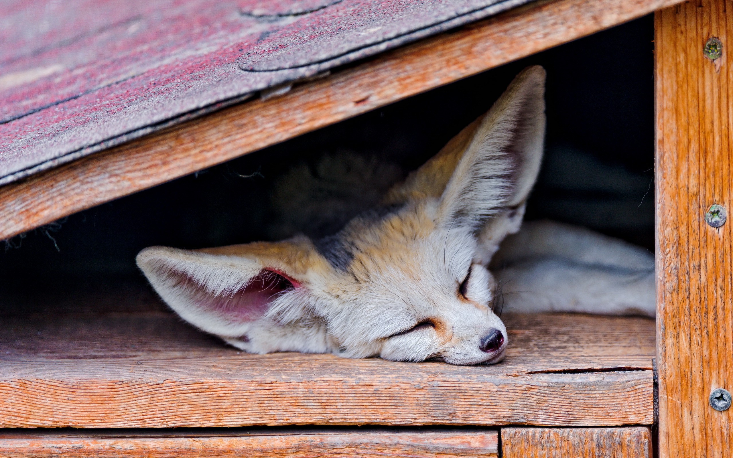 animals, Fox, Sleeping, Fennec Wallpapers HD / Desktop and ...