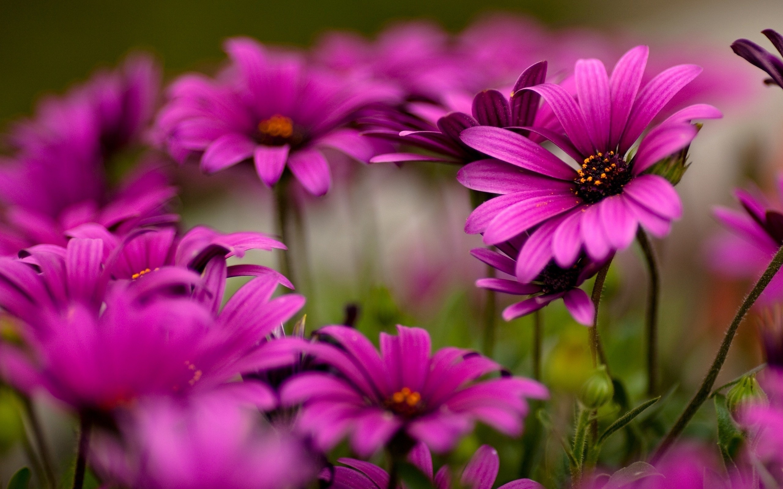 Nature Wallpaper 1920x1080 Flower