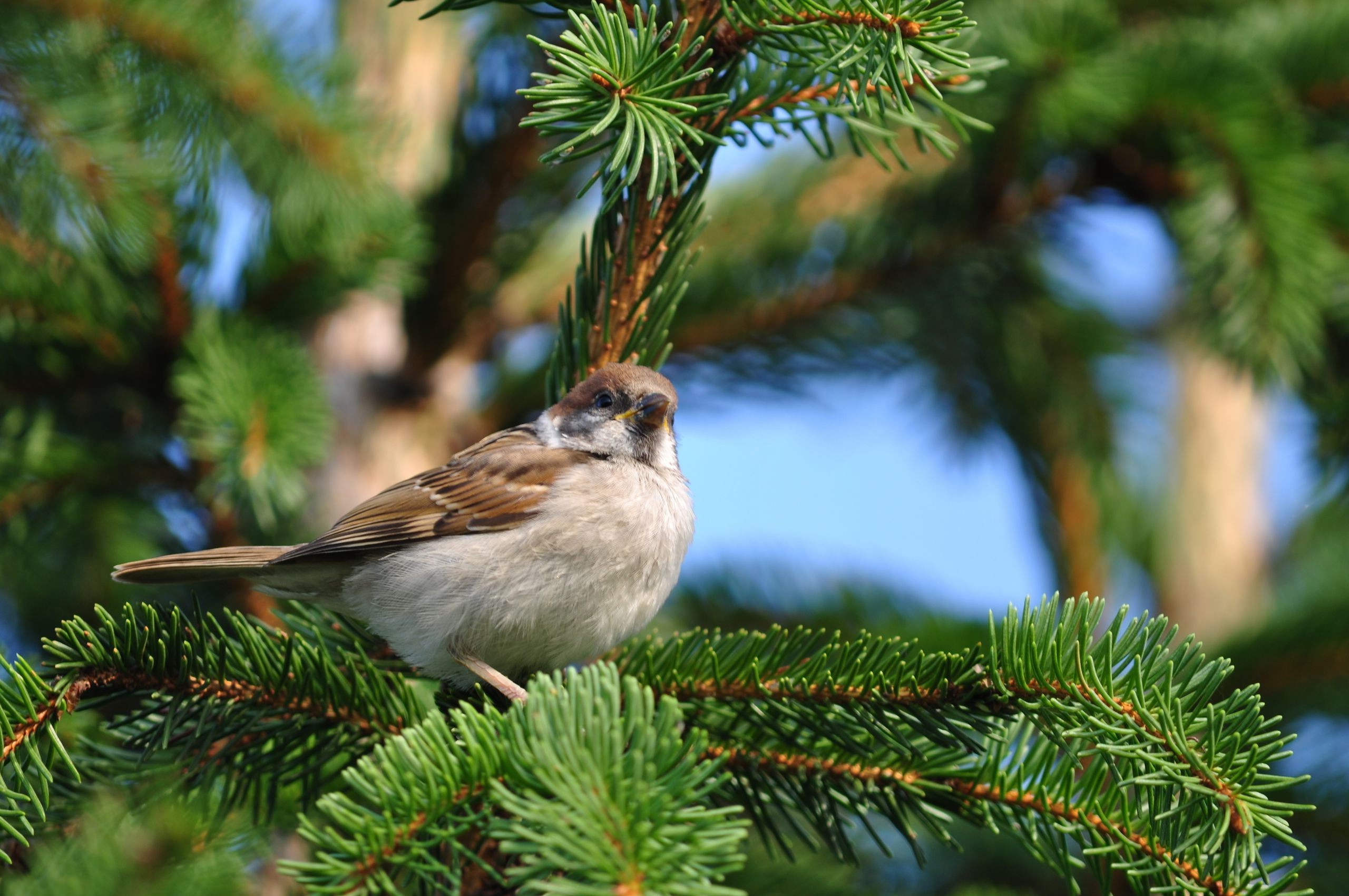 Nature Birds Pine Trees Depth Of Field Sparrows Wallpapers Hd