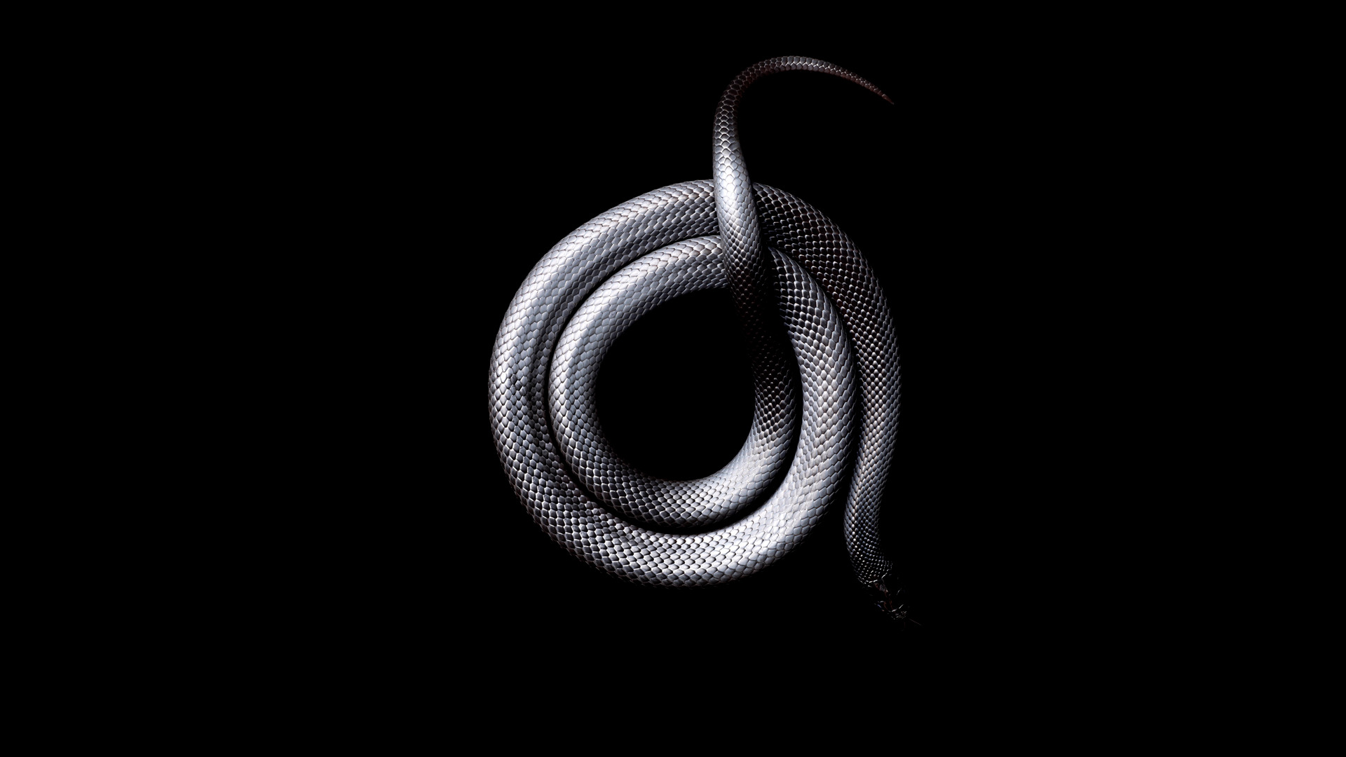 snake, Black, Dark, Animals Wallpapers HD / Desktop and Mobile Backgrounds