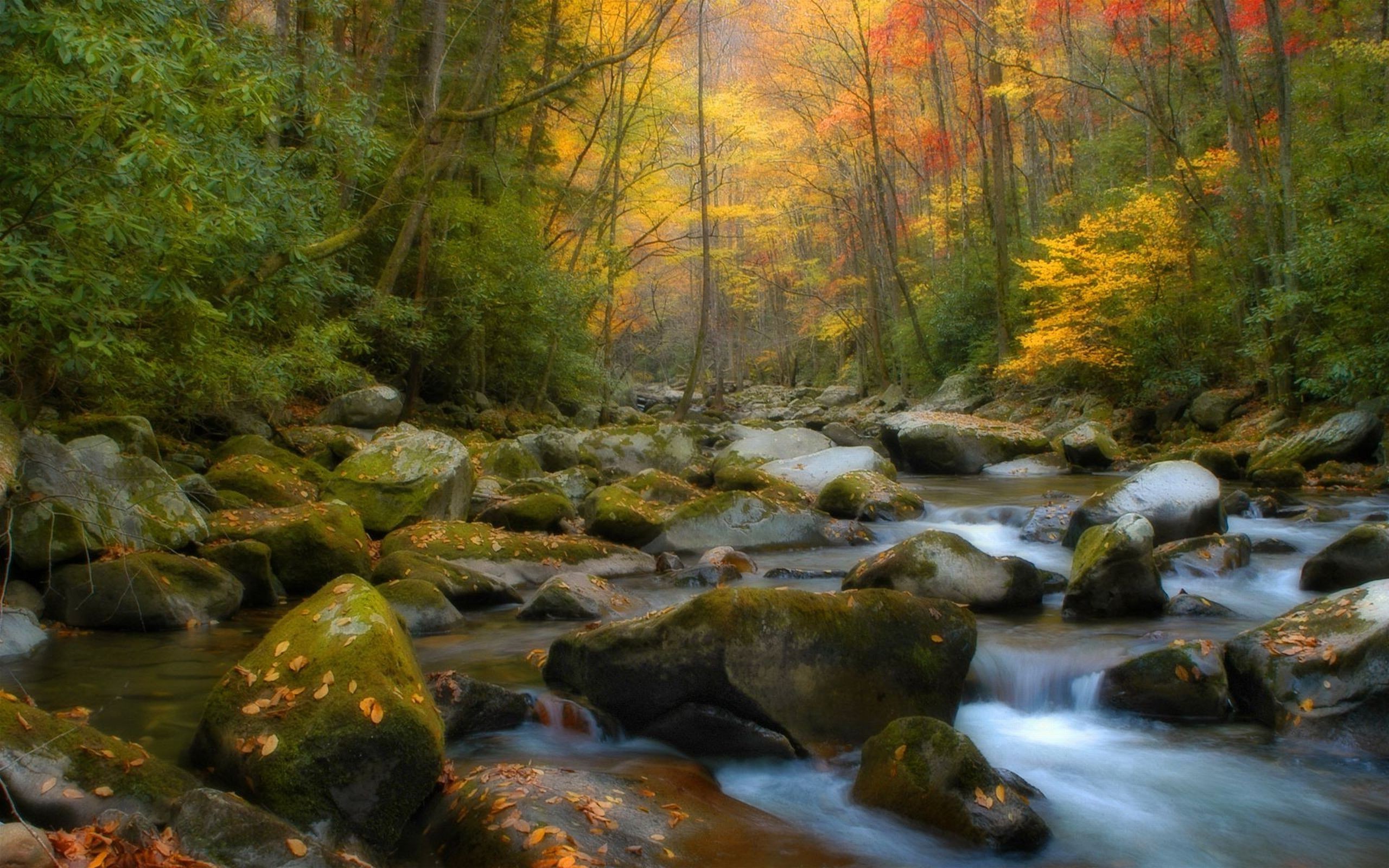 Nature Forest River Wallpapers Hd Desktop And Mobile Backgrounds