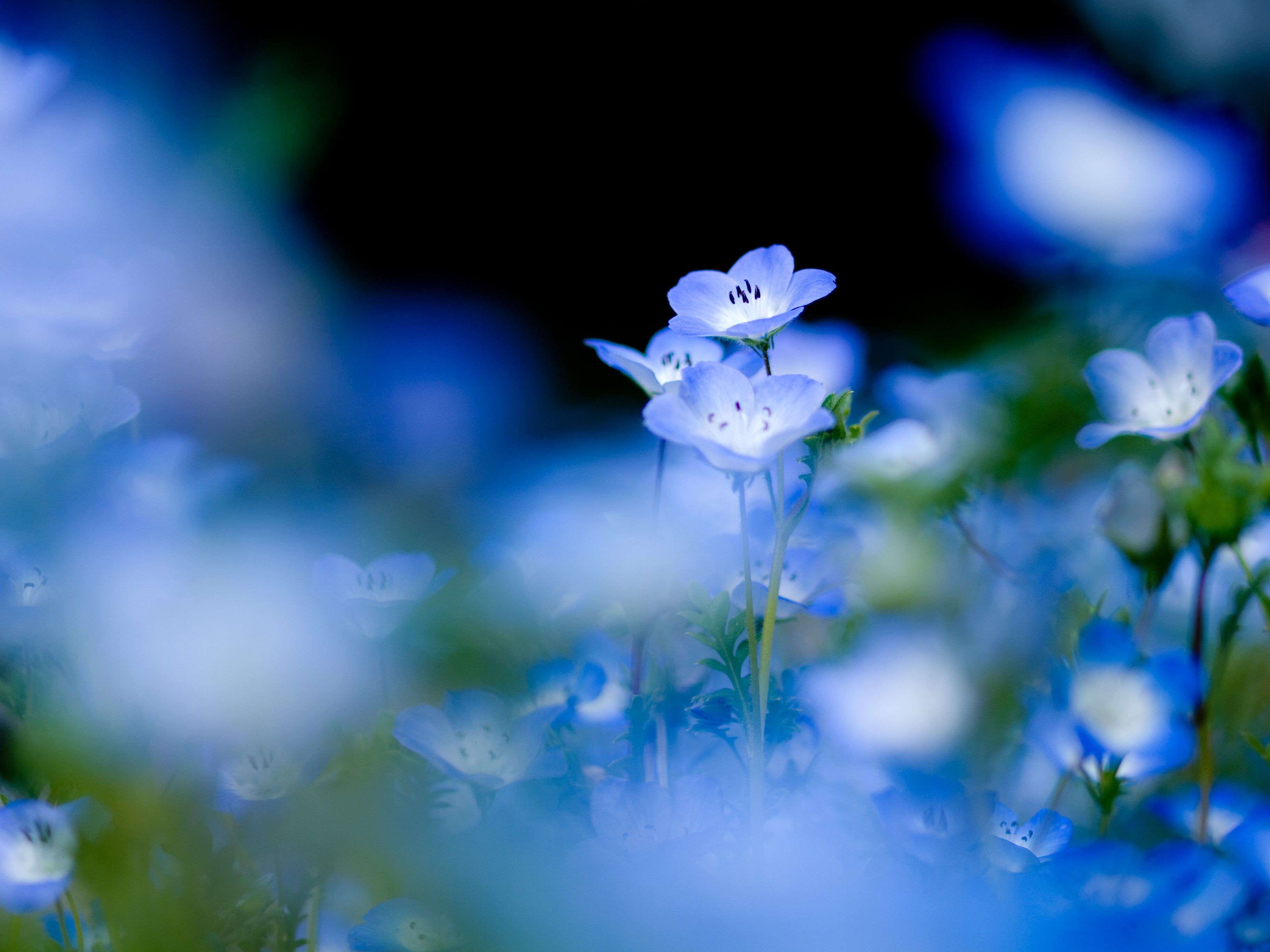 nature, Flowers, Depth Of Field, Blue Flowers Wallpapers HD / Desktop