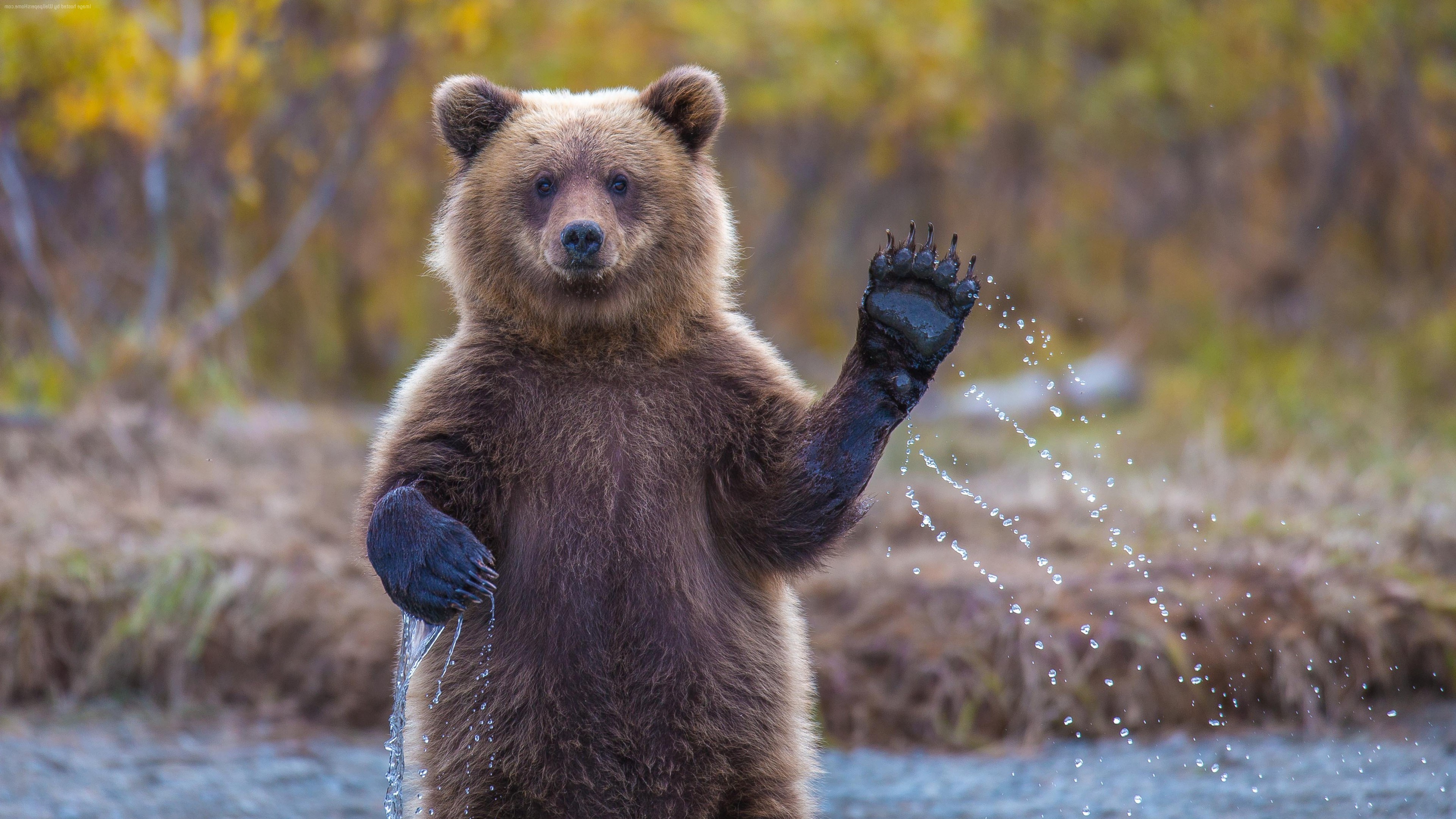 bears, Animals Wallpapers HD / Desktop and Mobile Backgrounds