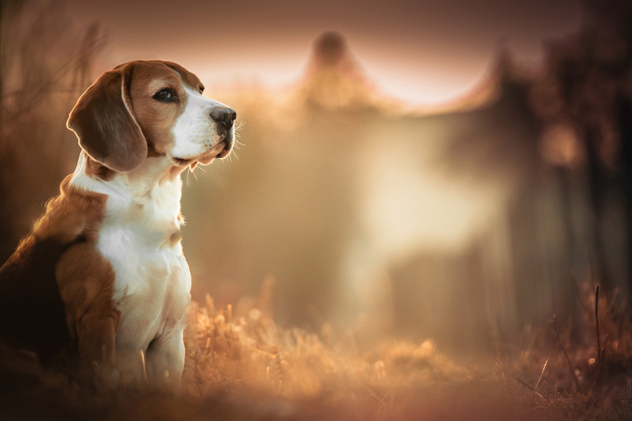 Beagles, Dog, Blurred, Depth Of Field, Animals Wallpapers HD / Desktop