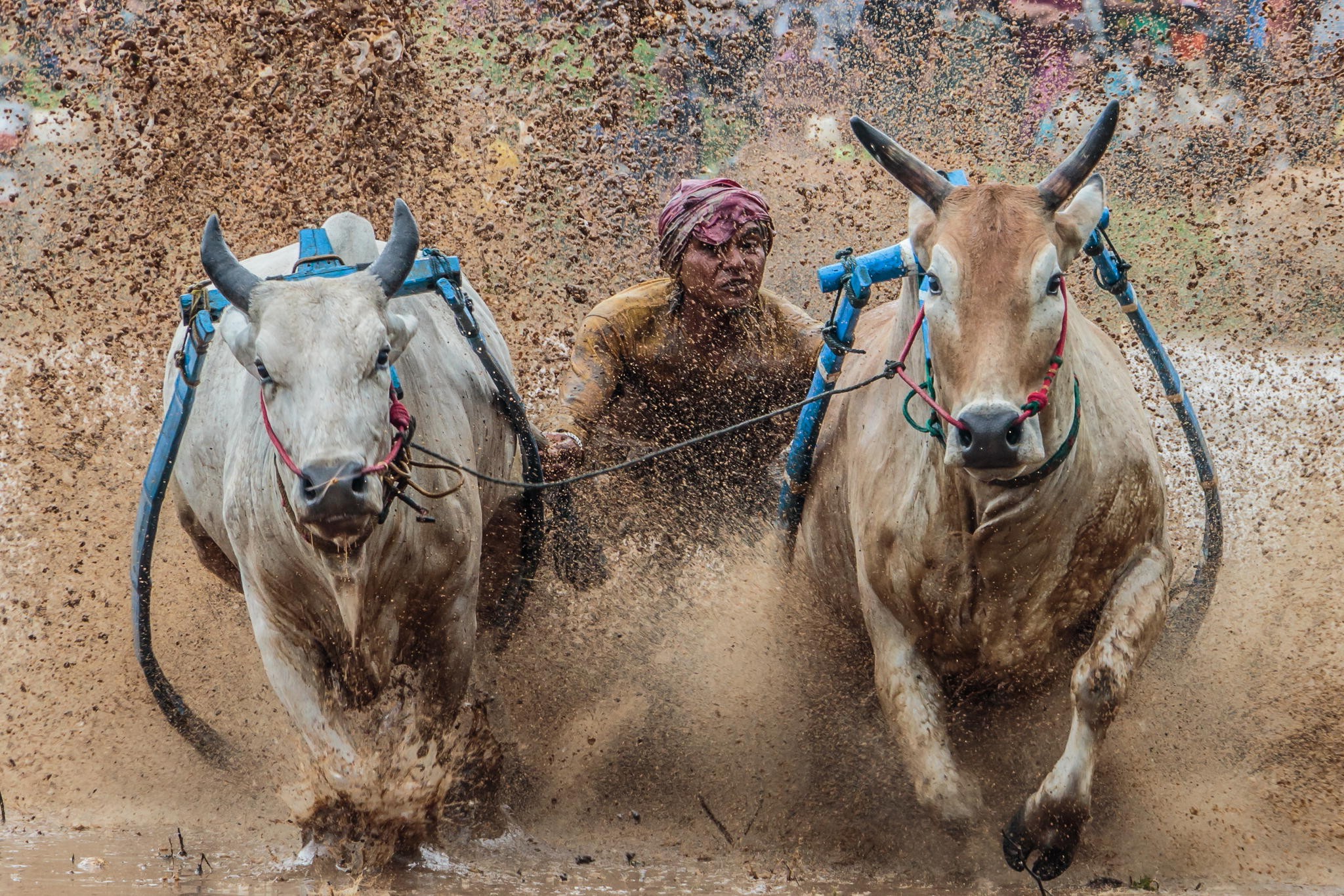 animals, Mud, Running, Bulls, Indonesia Wallpapers HD ...
