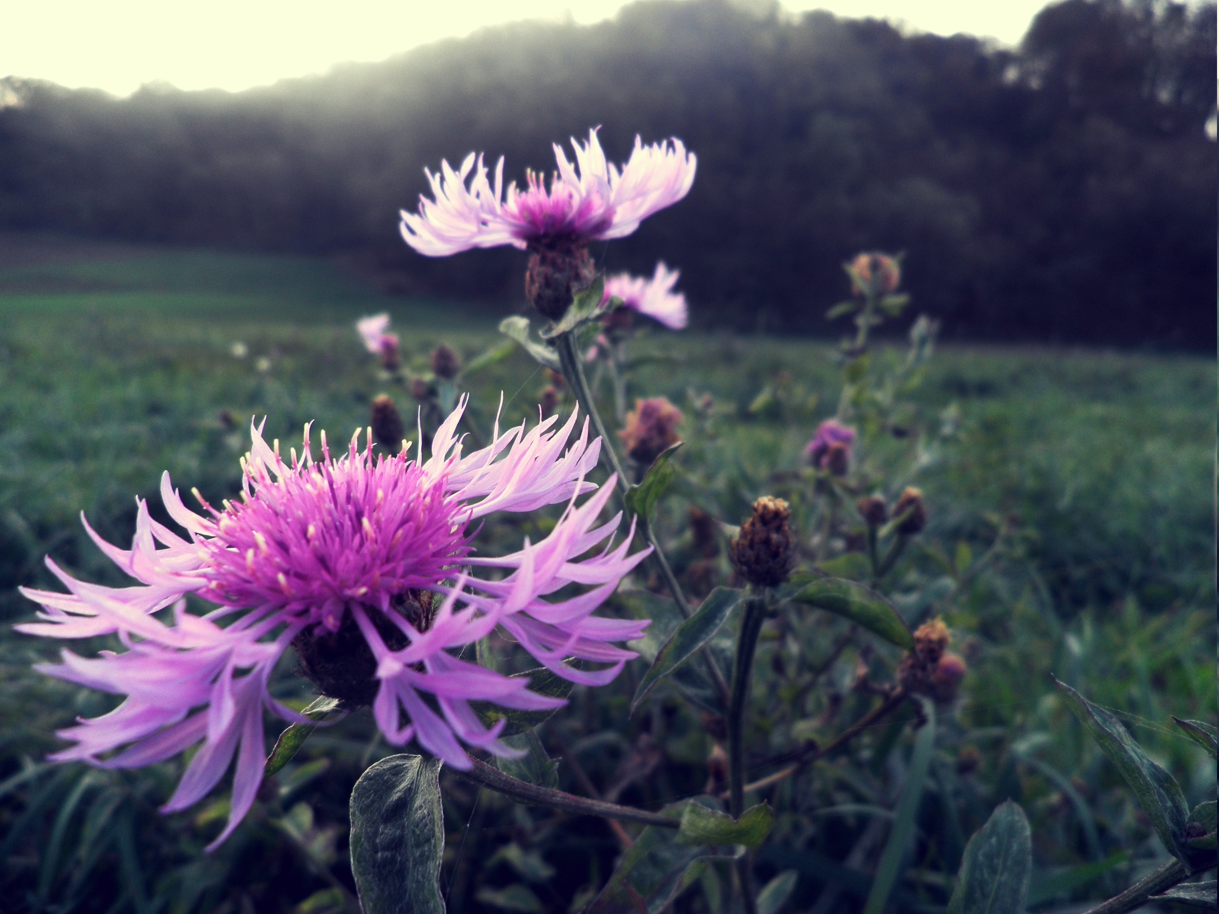 Nature Closeup Thistles Purple Flowers Wallpapers Hd Desktop And