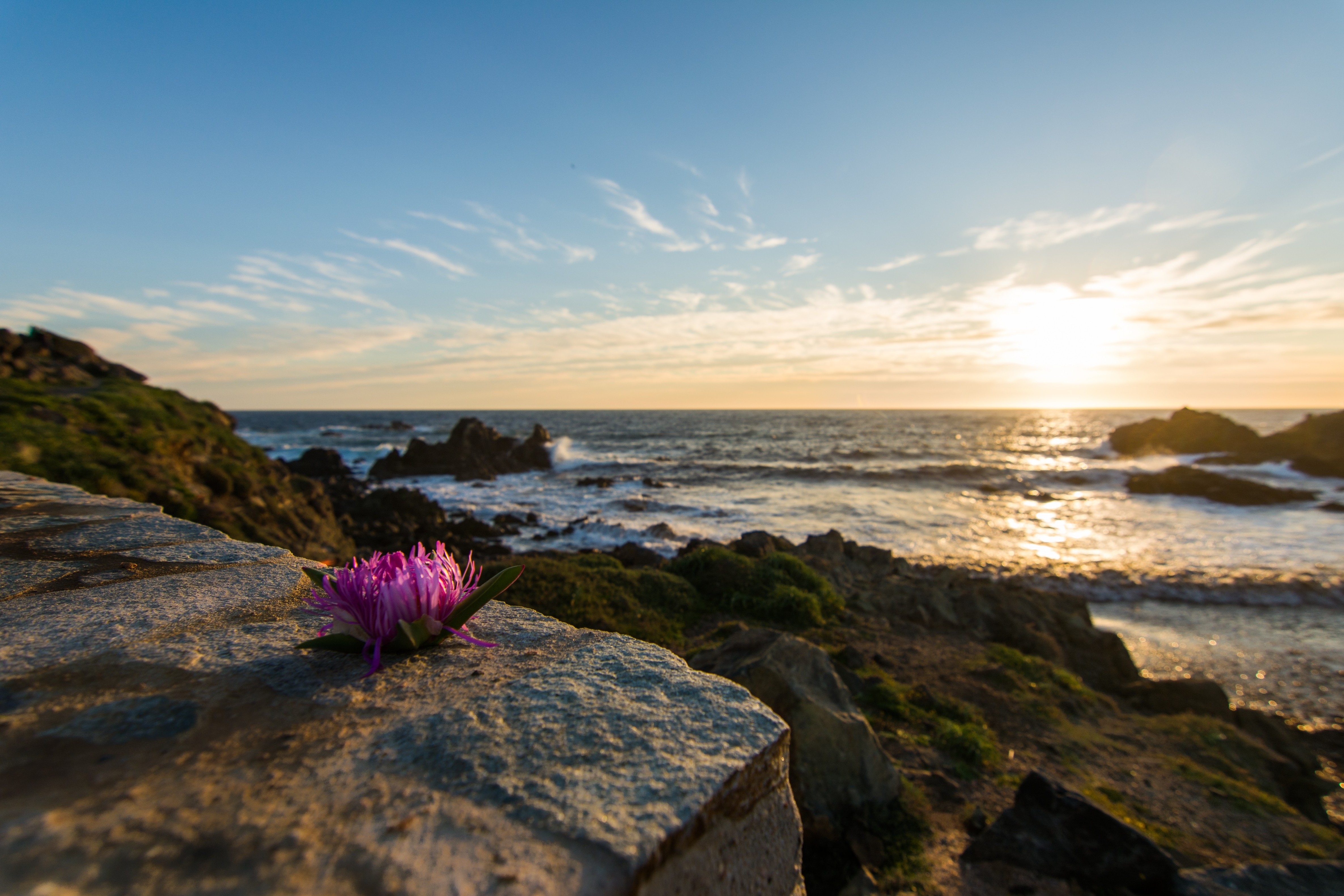 sunset, Flowers, Sea, Landscape, Corsica Wallpapers HD / Desktop and