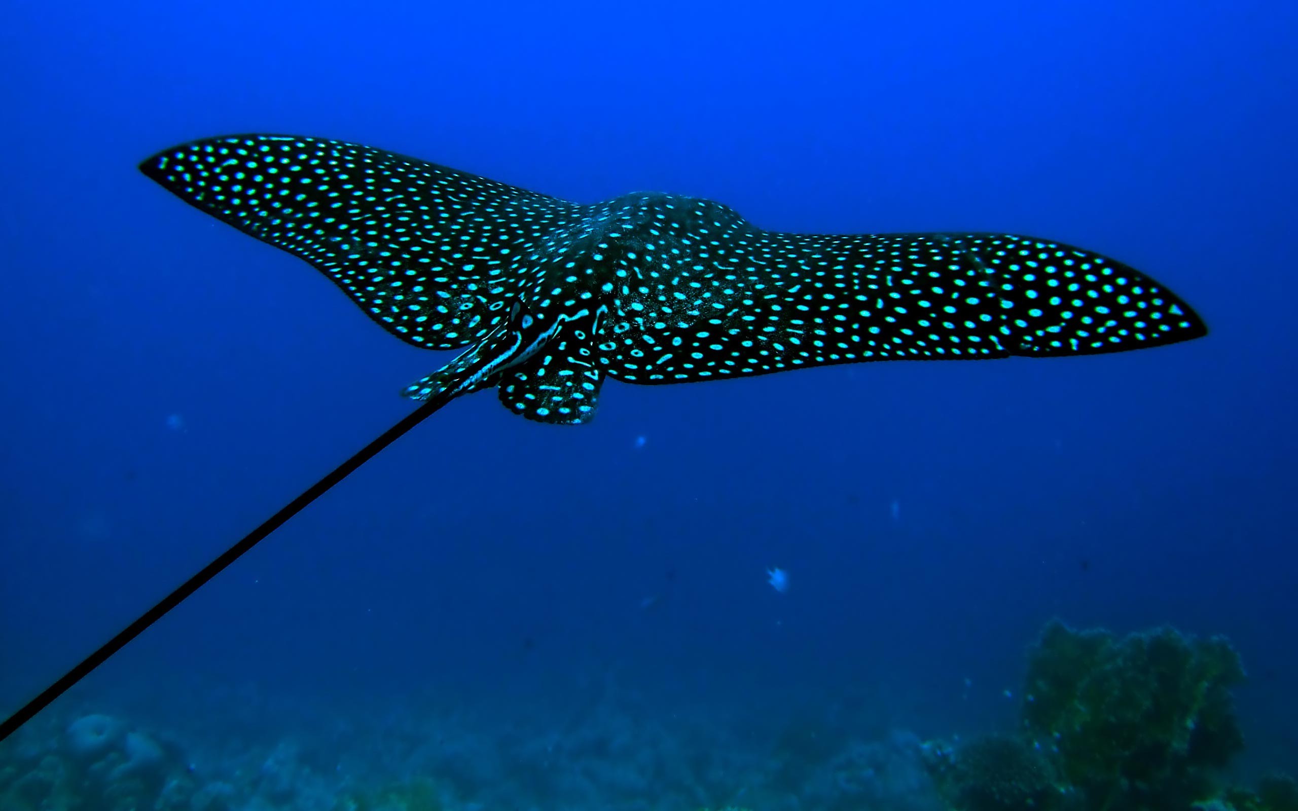 underwater, Animals, Stingray Wallpapers HD / Desktop and Mobile