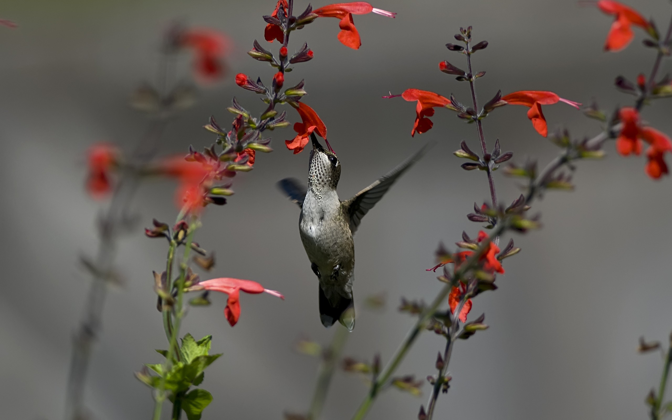 animals, Nature, Birds, Hummingbirds, Flowers Wallpapers HD / Desktop and  Mobile Backgrounds