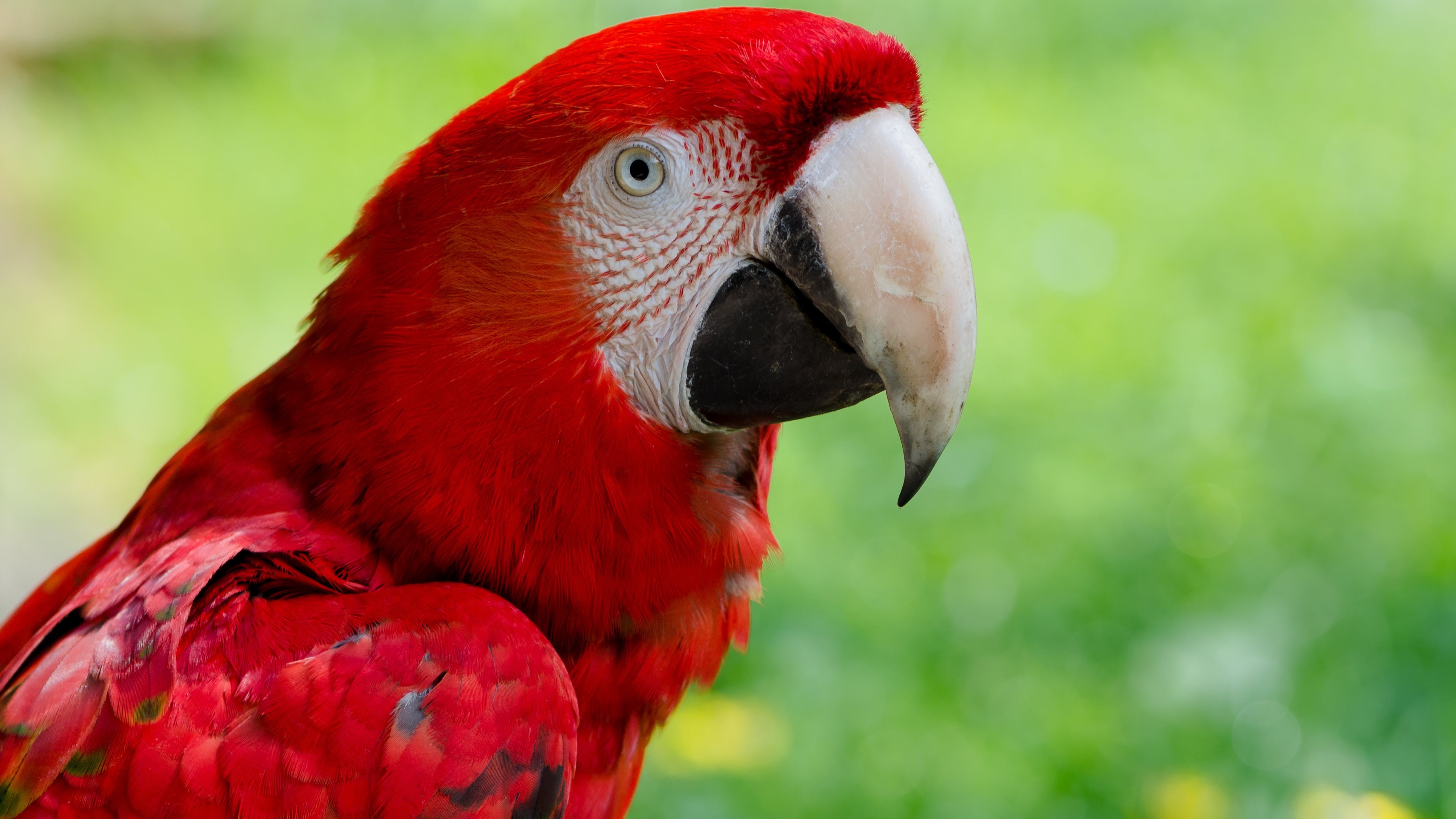 Animals Macaws Nature Closeup Birds Parrot Wallpapers HD Desktop 