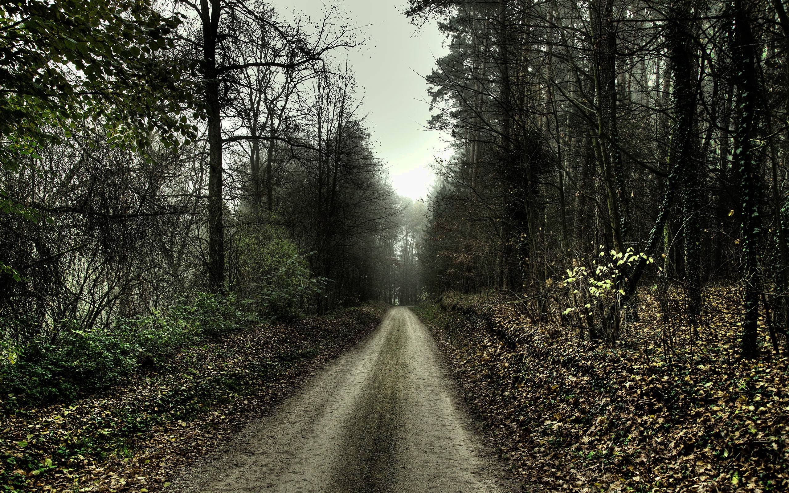 nature, HDR, Trees, Forest, Path, Dirt Road Wallpapers HD / Desktop and