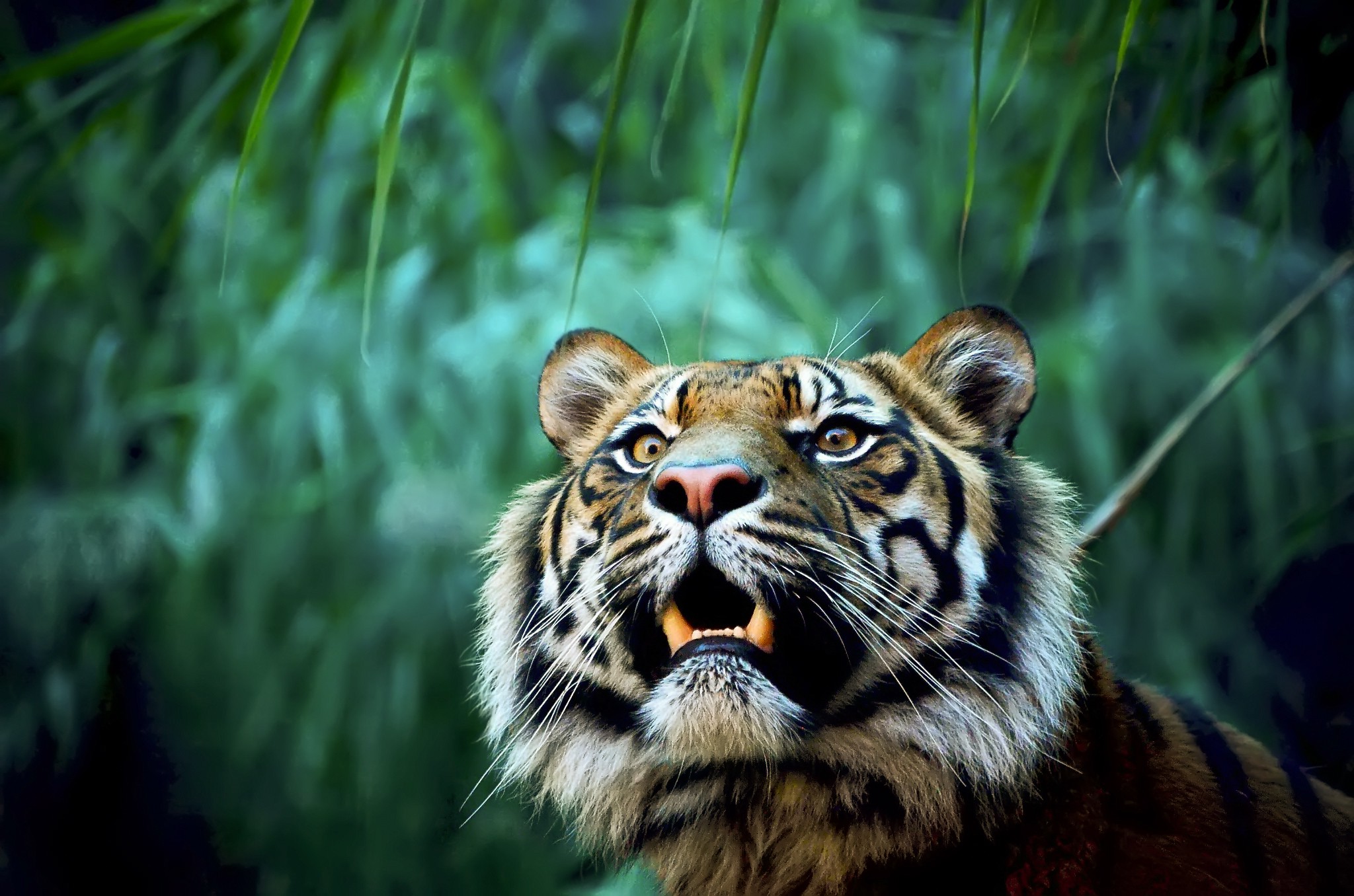 animals, Nature, Tiger Wallpapers HD / Desktop and Mobile Backgrounds