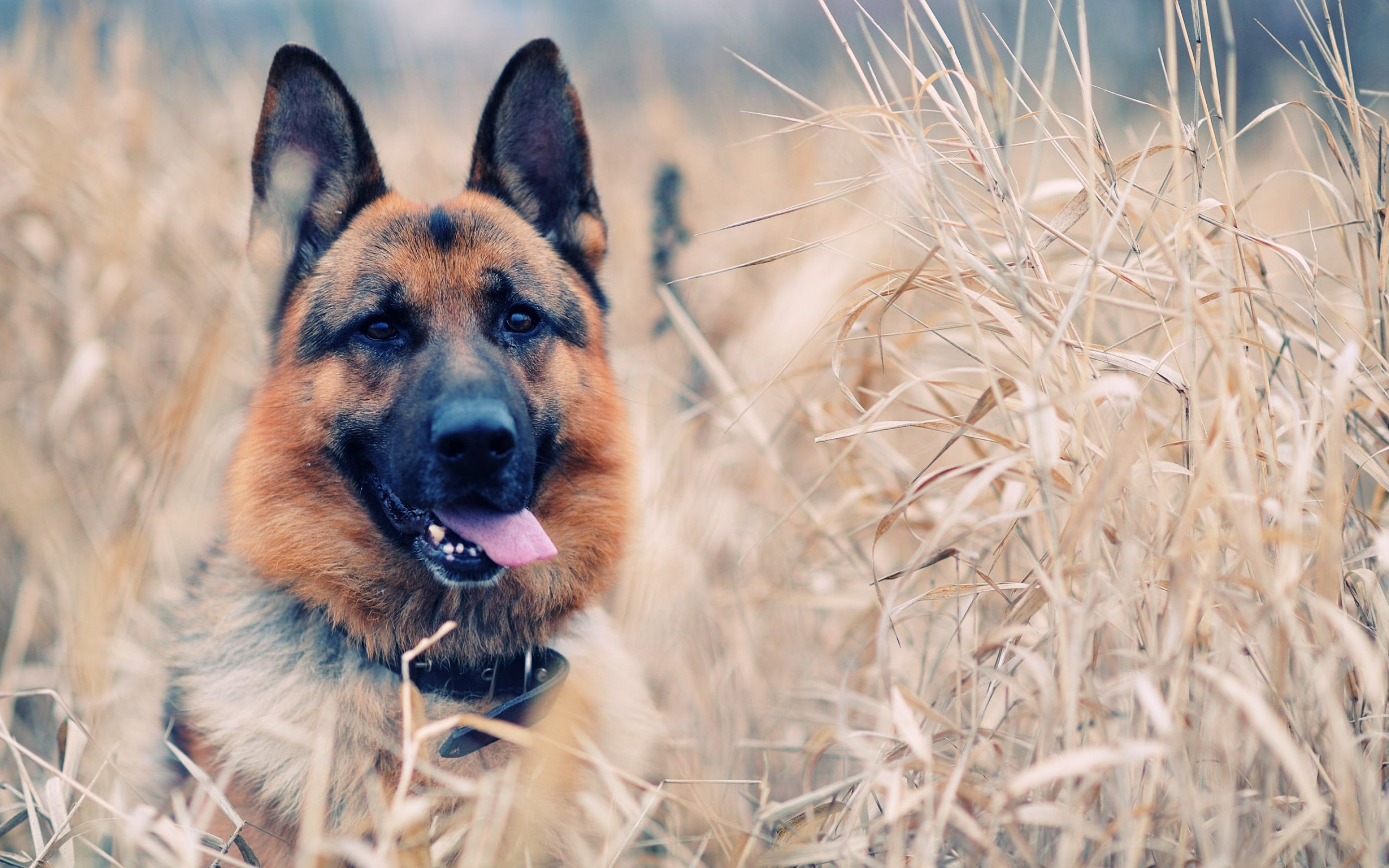 dog, German Shepherd, Animals Wallpapers HD / Desktop and Mobile Backgrounds