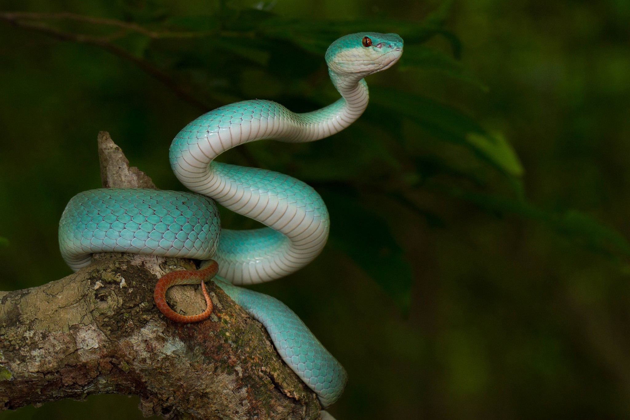 animals, Nature, Snake, Reptile Wallpapers HD / Desktop and Mobile  Backgrounds