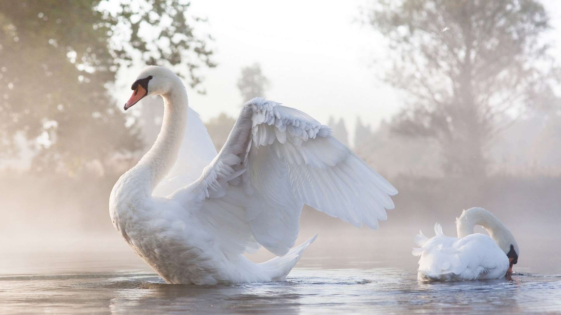 animals, Swans, Birds, Sunlight, Water Wallpapers HD ...