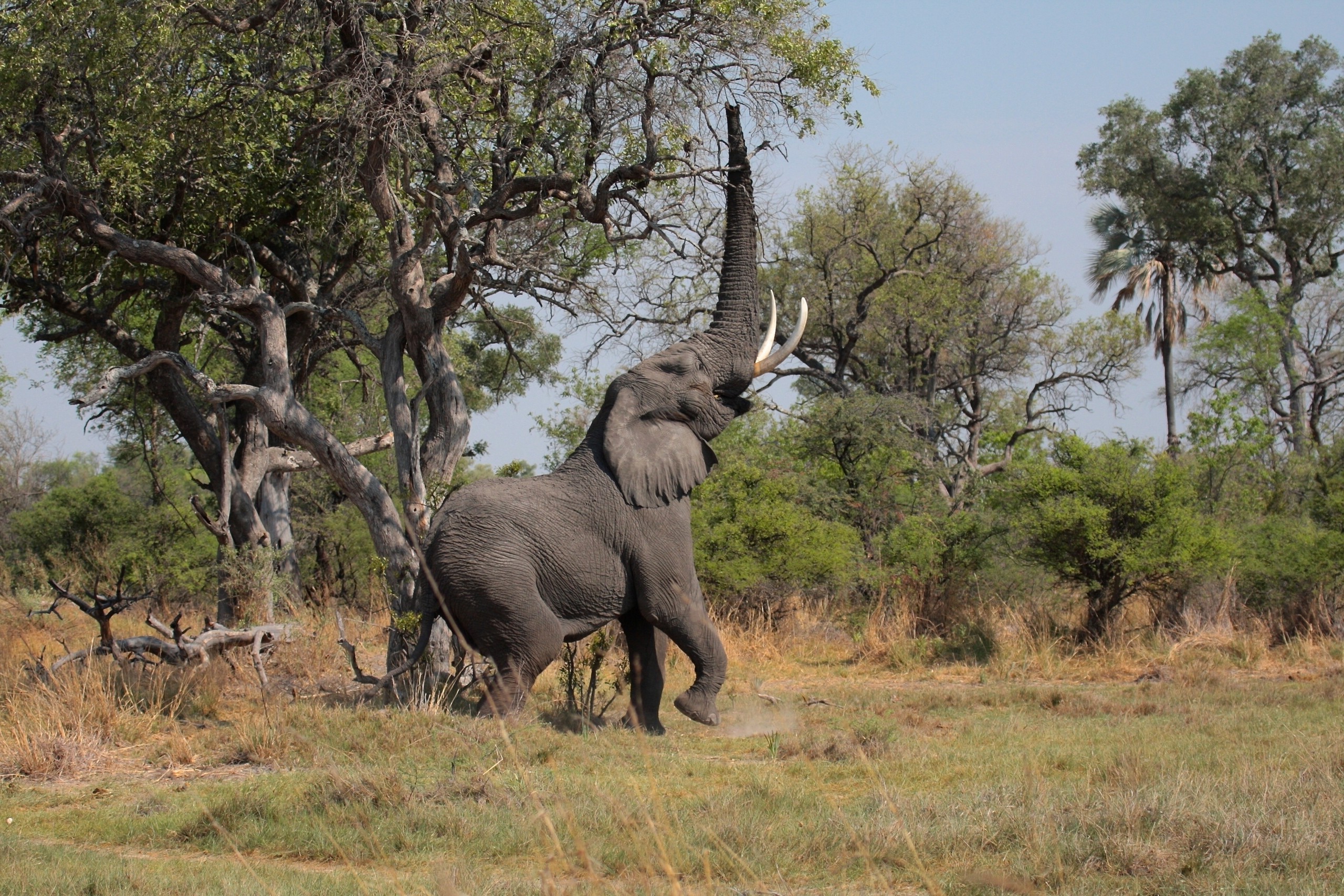 animals, Elephants Wallpapers HD / Desktop and Mobile ...