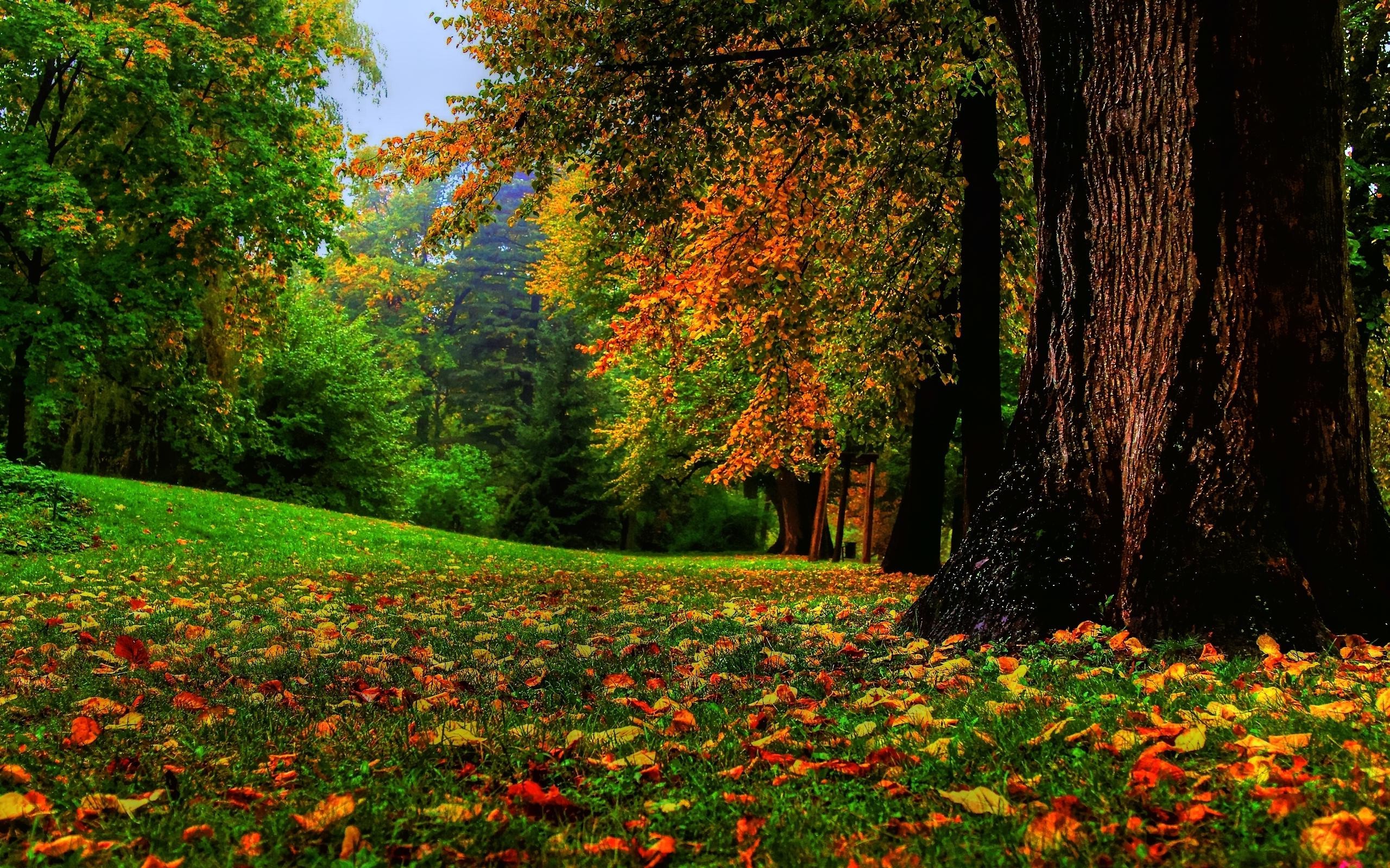 nature, Fall, Landscape, Trees Wallpapers HD / Desktop and Mobile