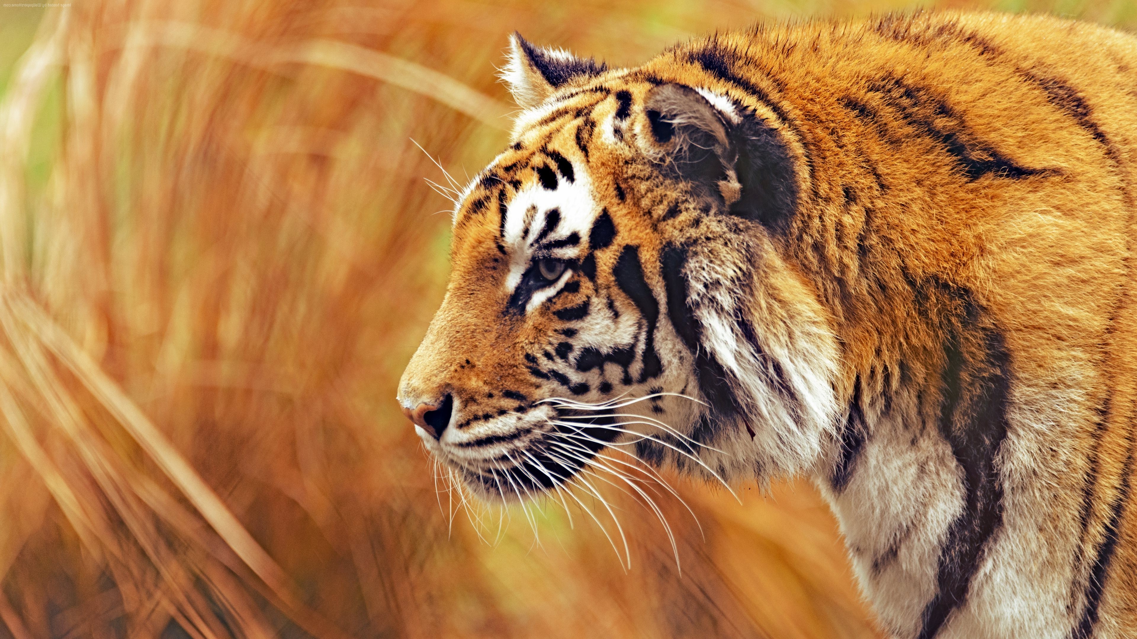 photography, Tiger, Animals, Big Cats Wallpapers HD ...