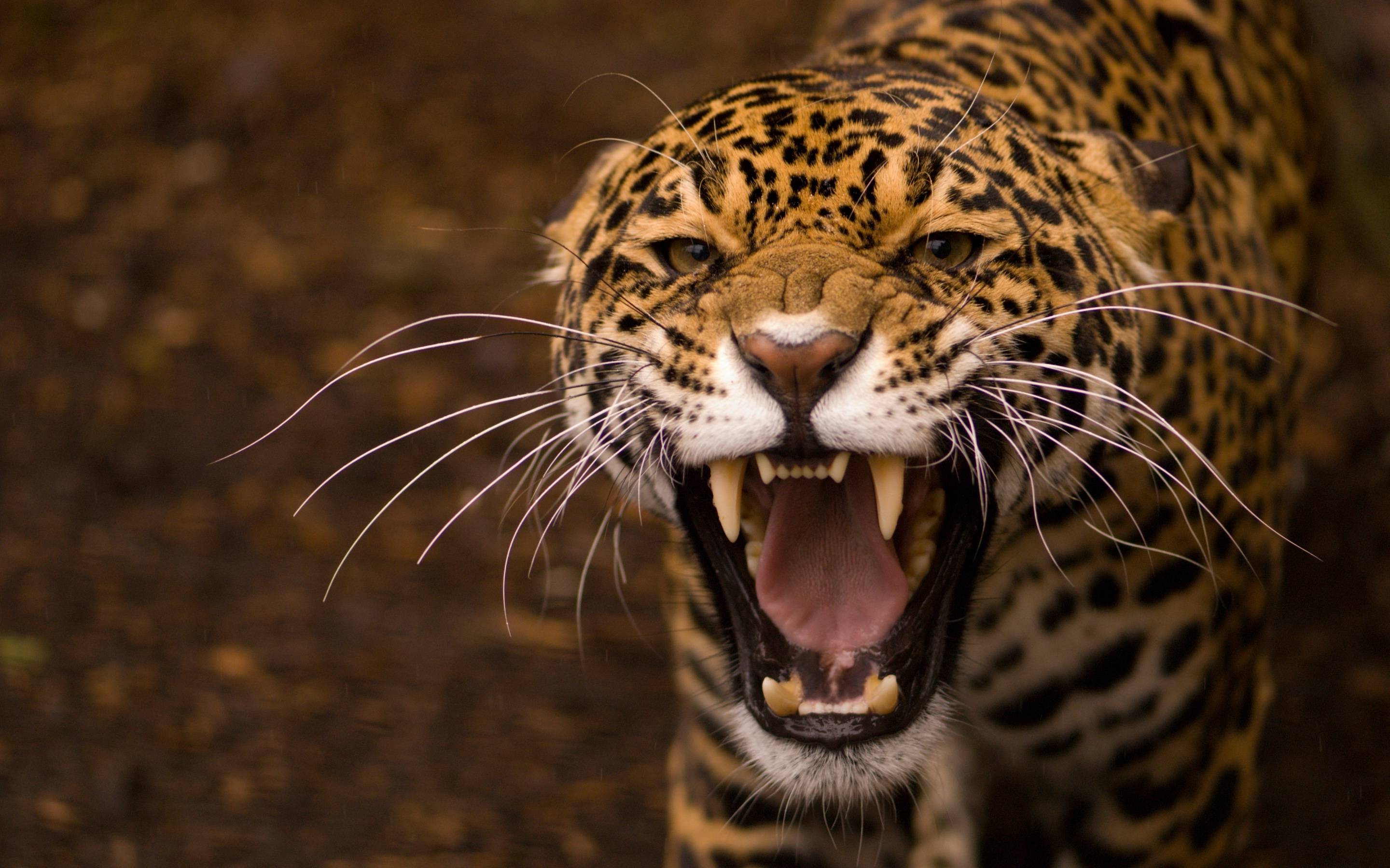 animals, Teeth, Jaguar, Jaguars Wallpapers HD / Desktop and Mobile  Backgrounds