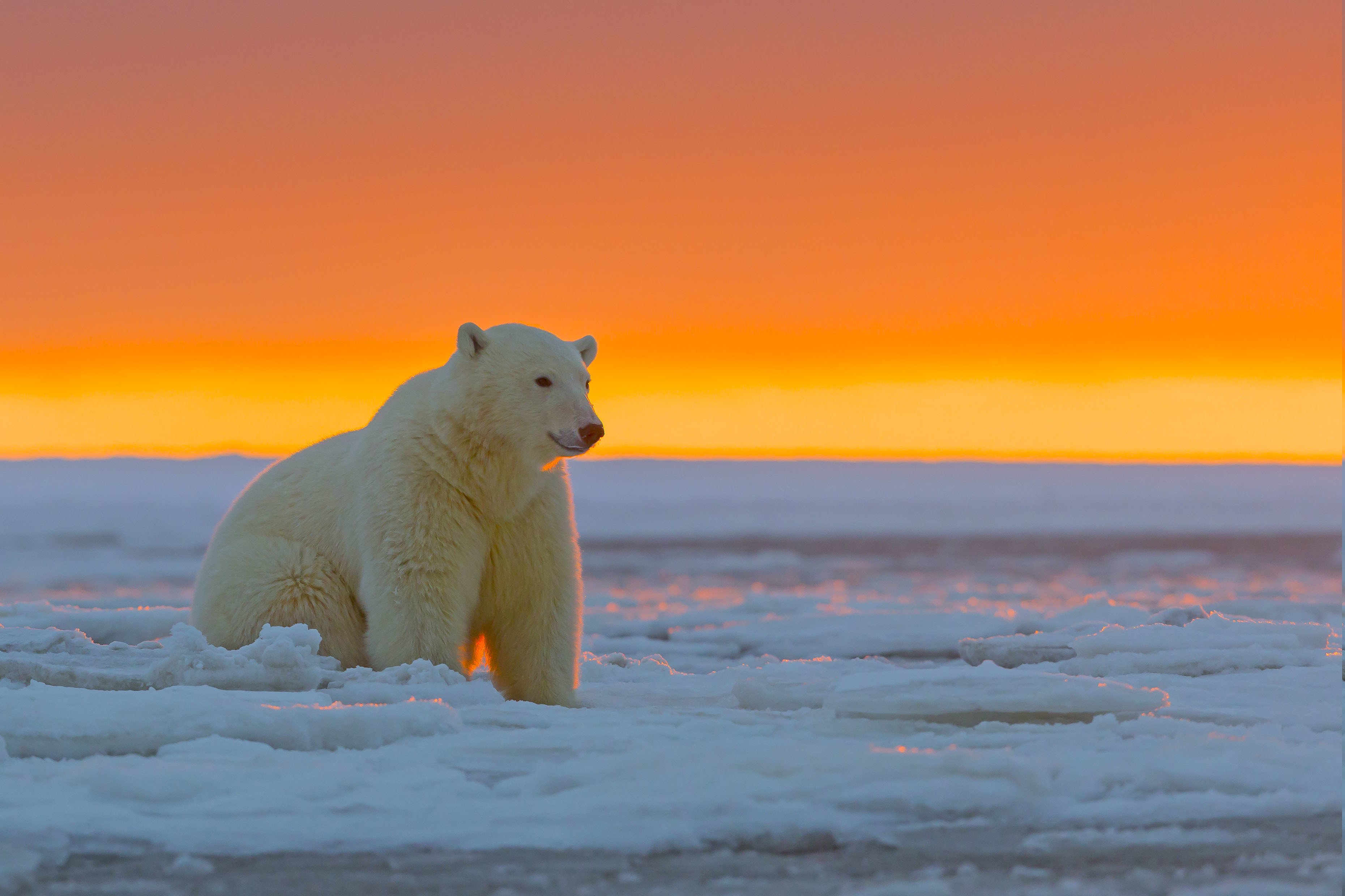 animals, Polar Bears Wallpapers HD / Desktop and Mobile ...