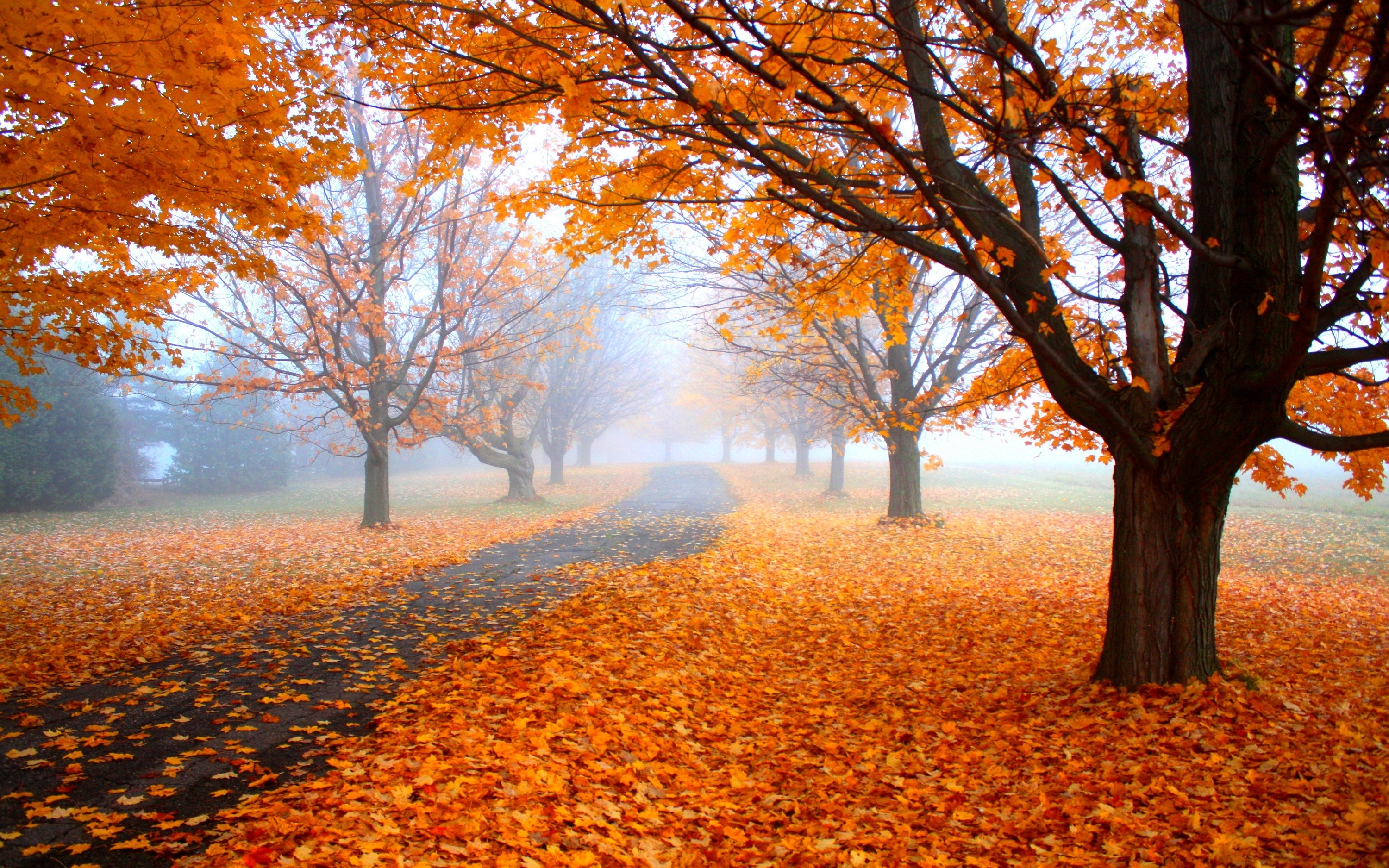 nature, Landscape, Morning, Mist, Fall, Road, Trees, Orange, Leaves