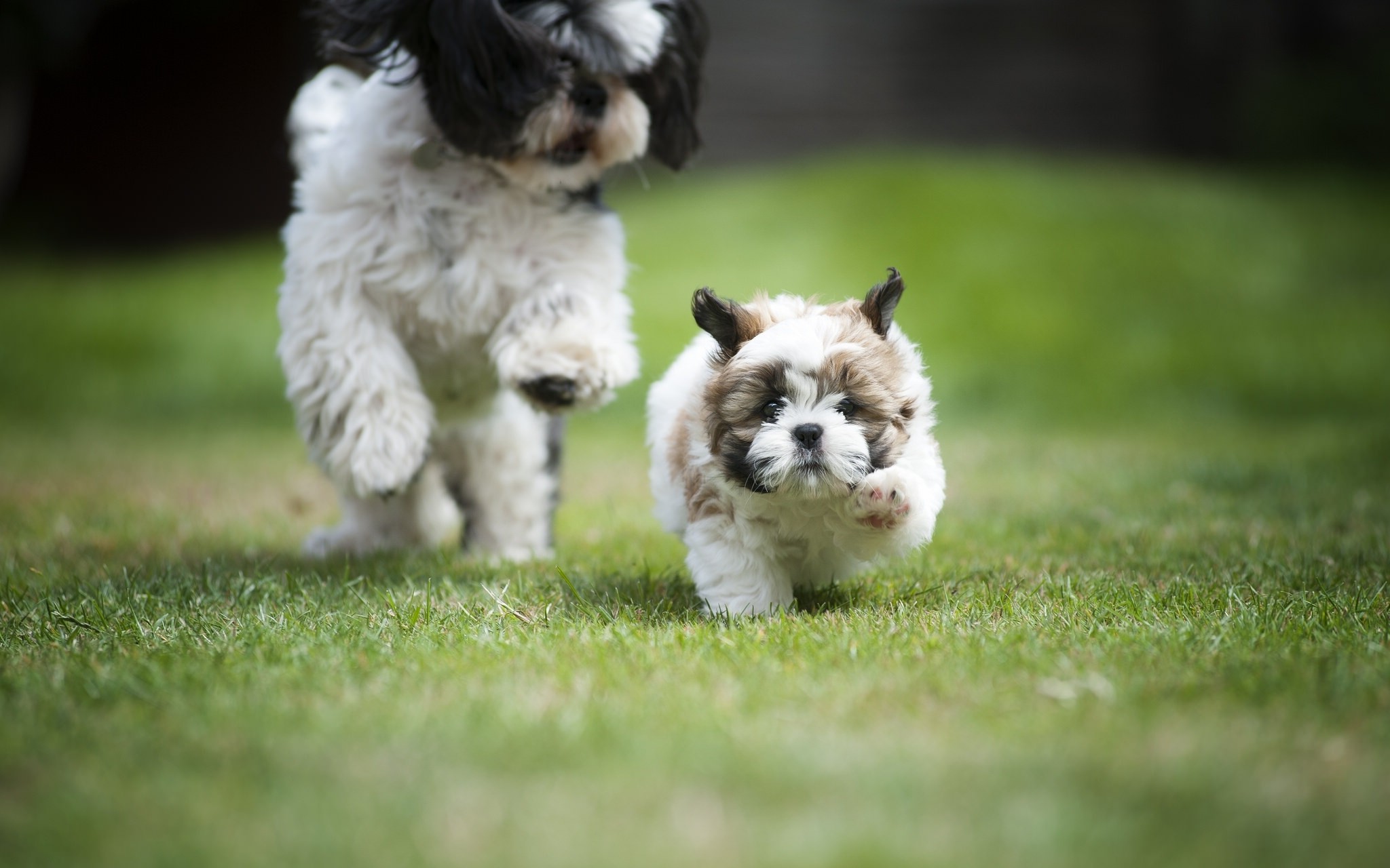 nature, Dog, Puppies, Animals Wallpapers HD / Desktop and Mobile ...