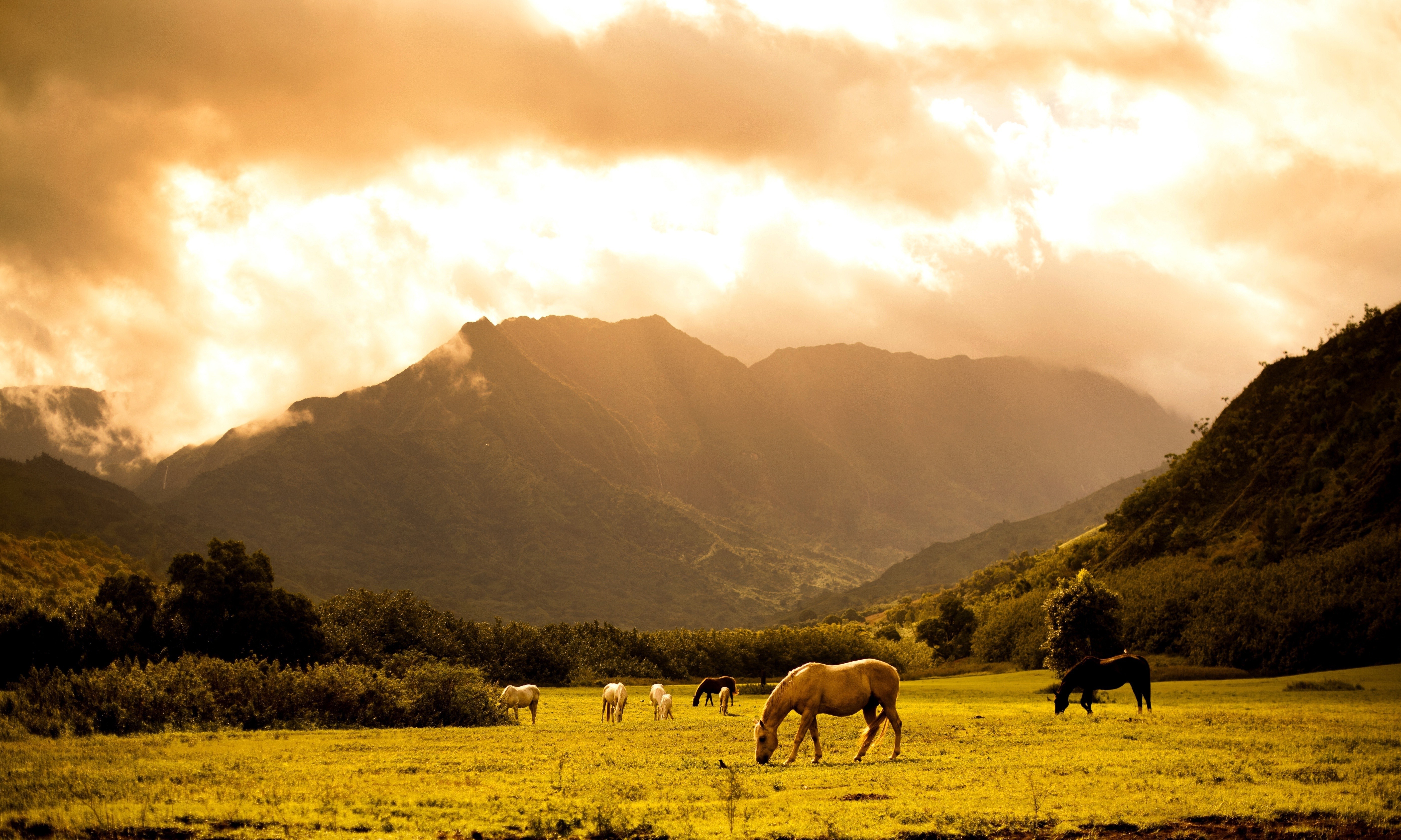 Landscape Horse Grass Forest Animals Sky Wallpapers HD Desktop 