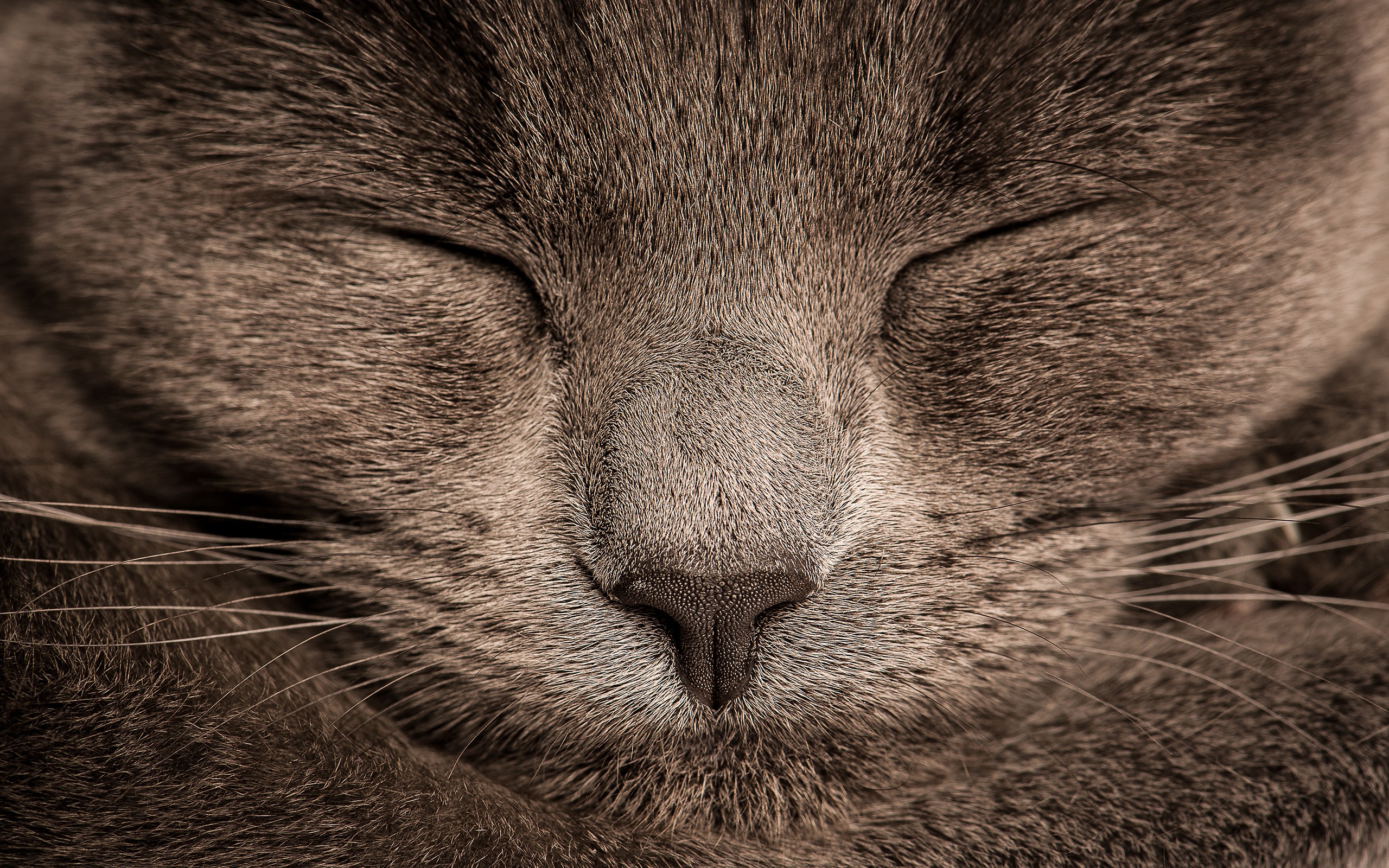 cat, Furry, Sleeping, Animals, Closeup Wallpapers HD / Desktop and