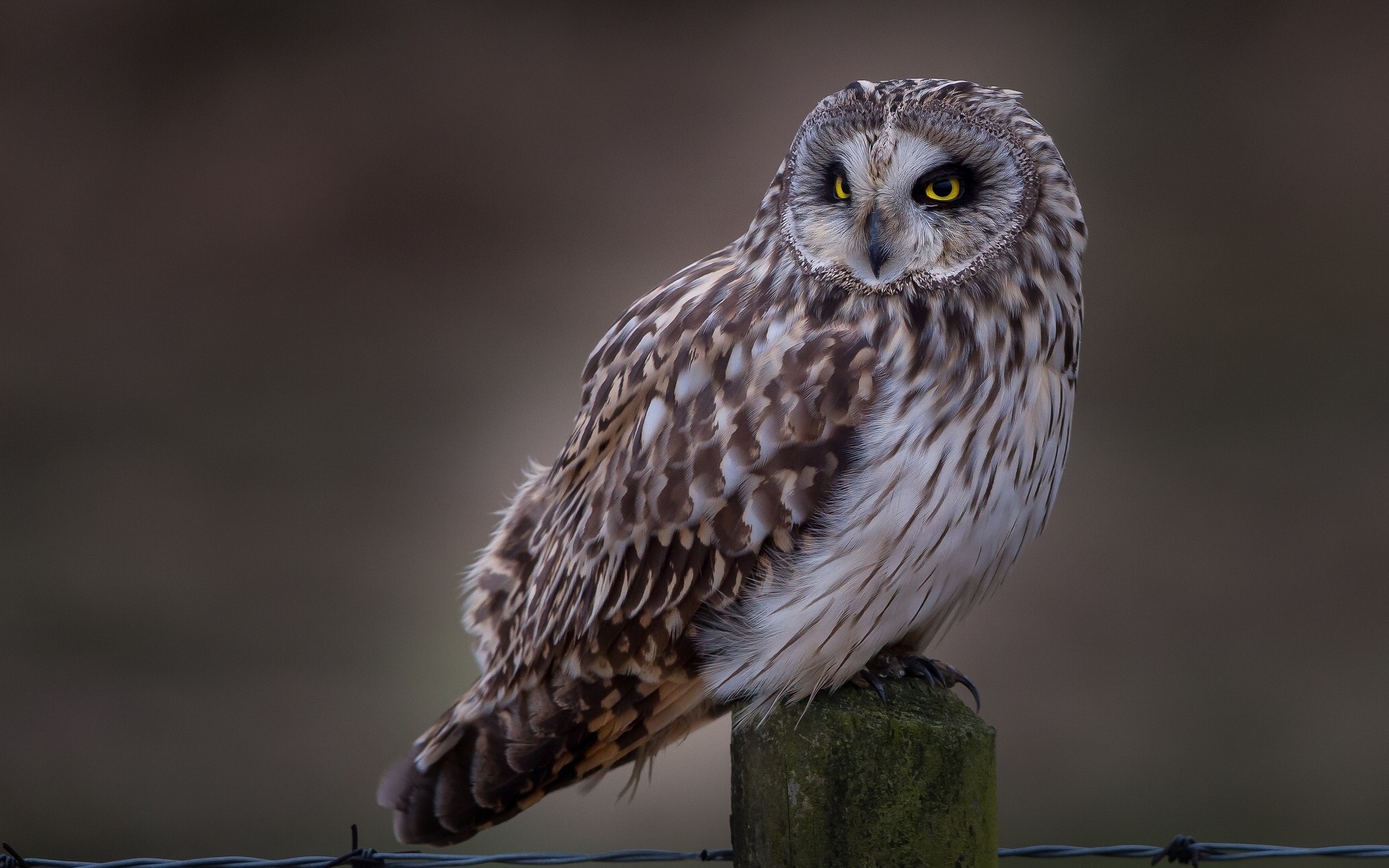 nature, Owl, Animals, Birds, Brown Wallpapers HD / Desktop and Mobile