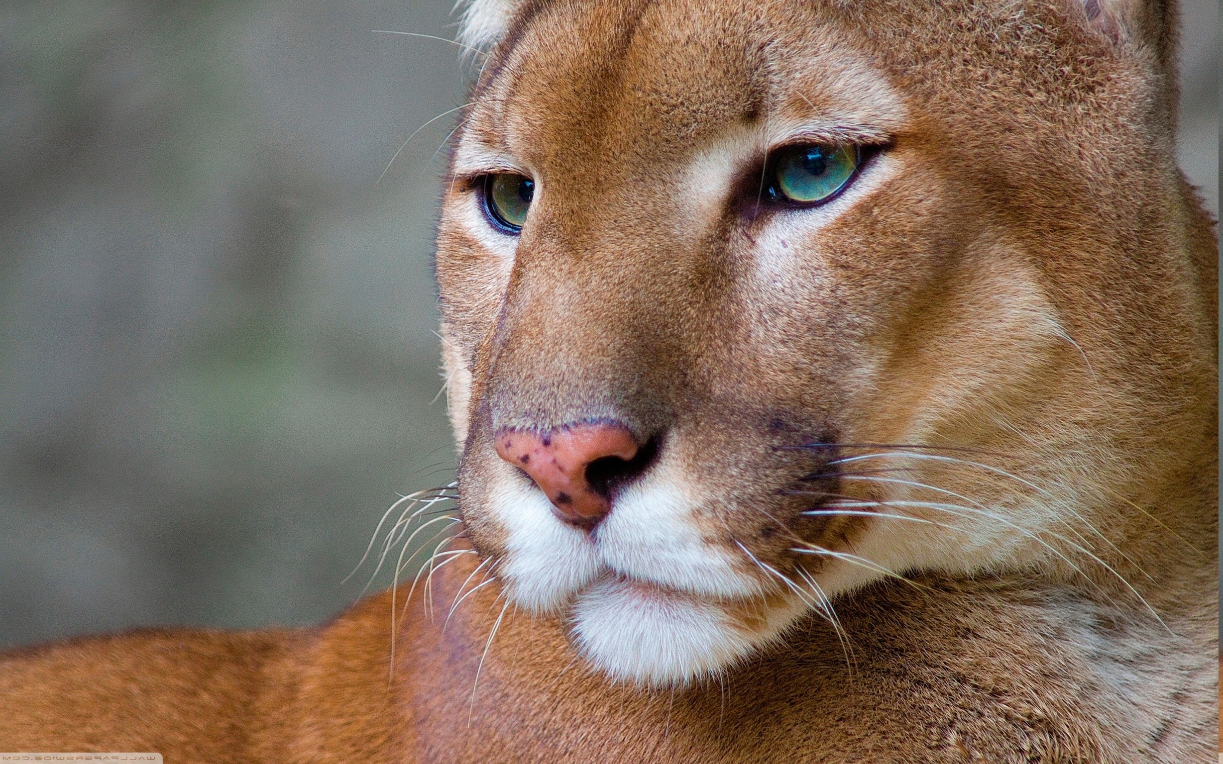 pumas, Animals Wallpapers HD / Desktop and Mobile Backgrounds