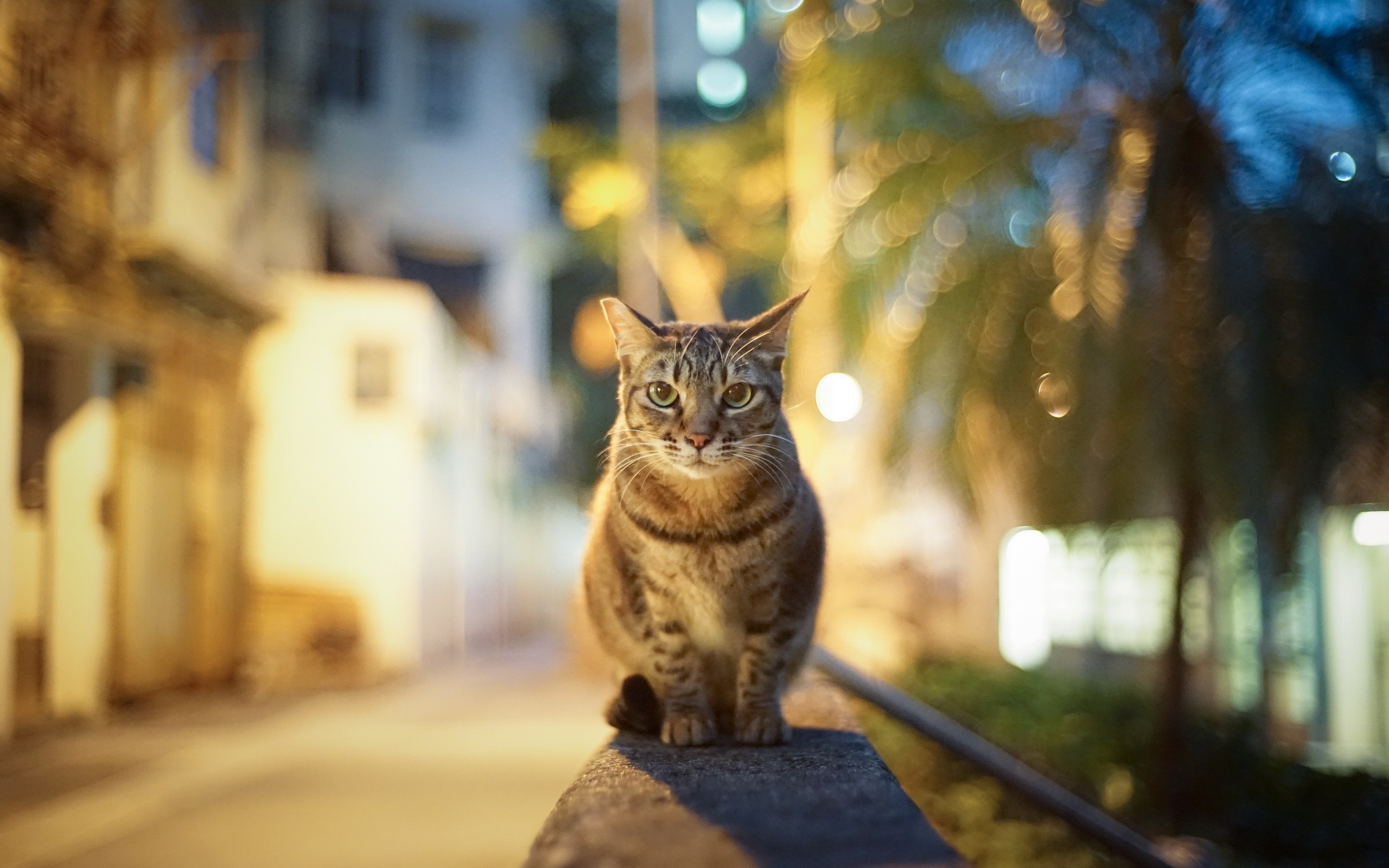 cat, Blurred, Animals, Bokeh Wallpapers HD / Desktop and Mobile Backgrounds