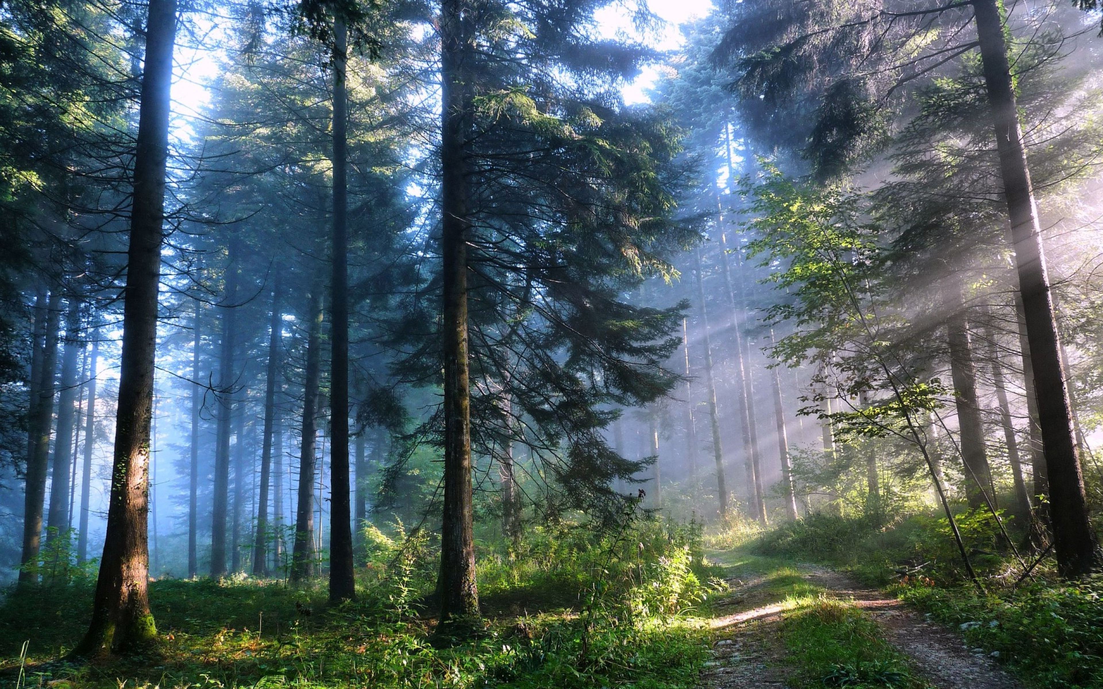 Natural Forest Wallpapers