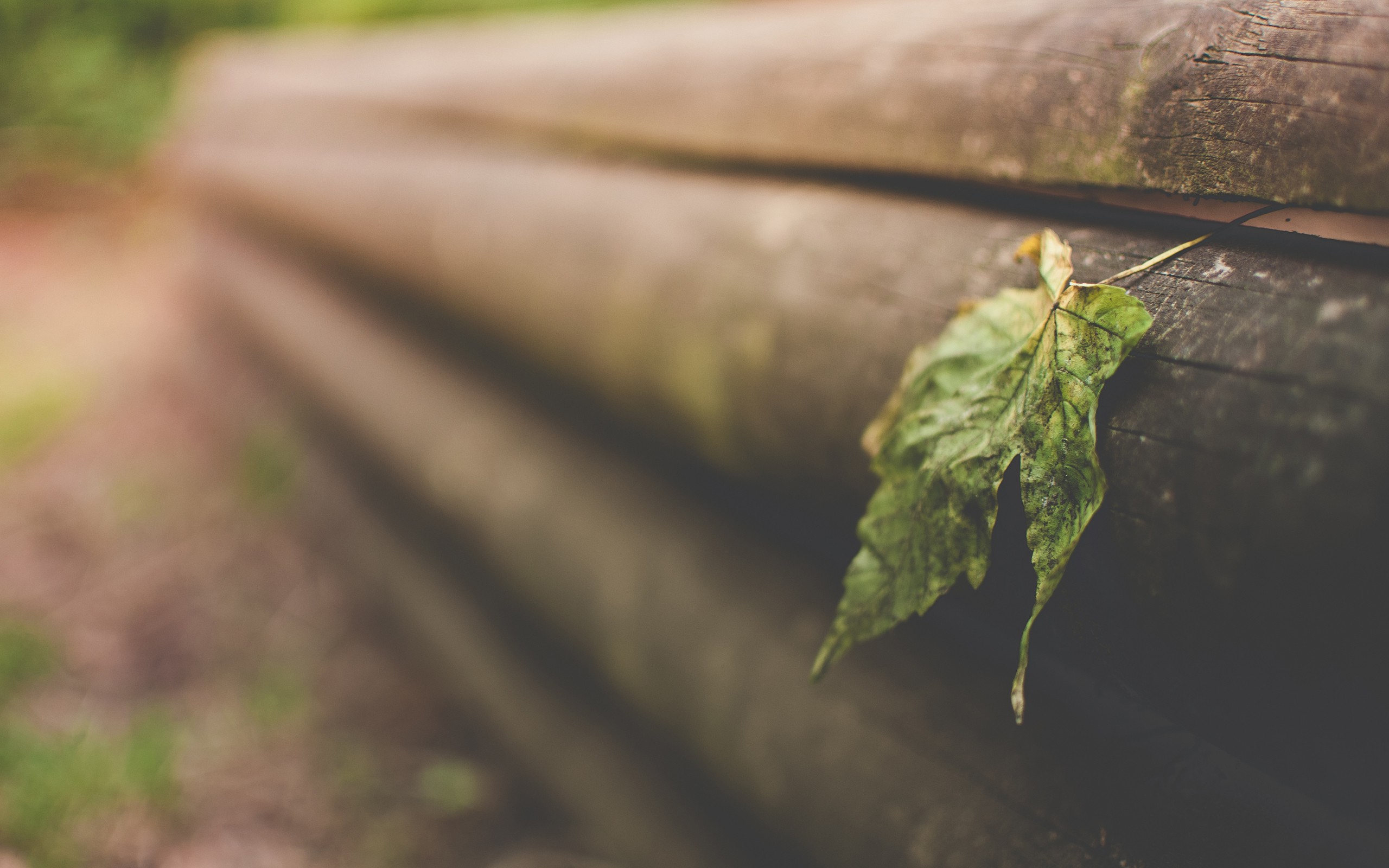 nature, Blurred, Macro, Leaves, Wood, Closeup Wallpapers HD / Desktop