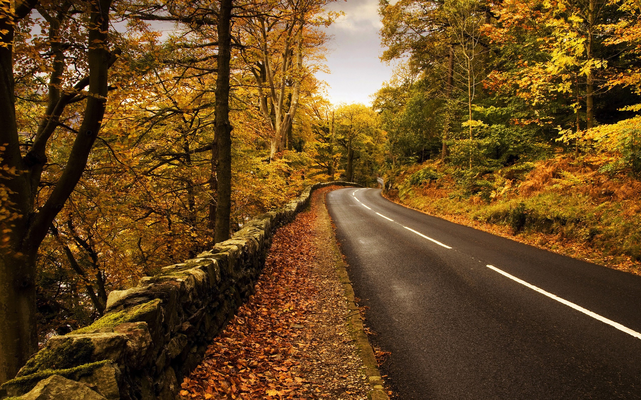 nature, Road, Trees, Forest Wallpapers HD / Desktop and Mobile Backgrounds