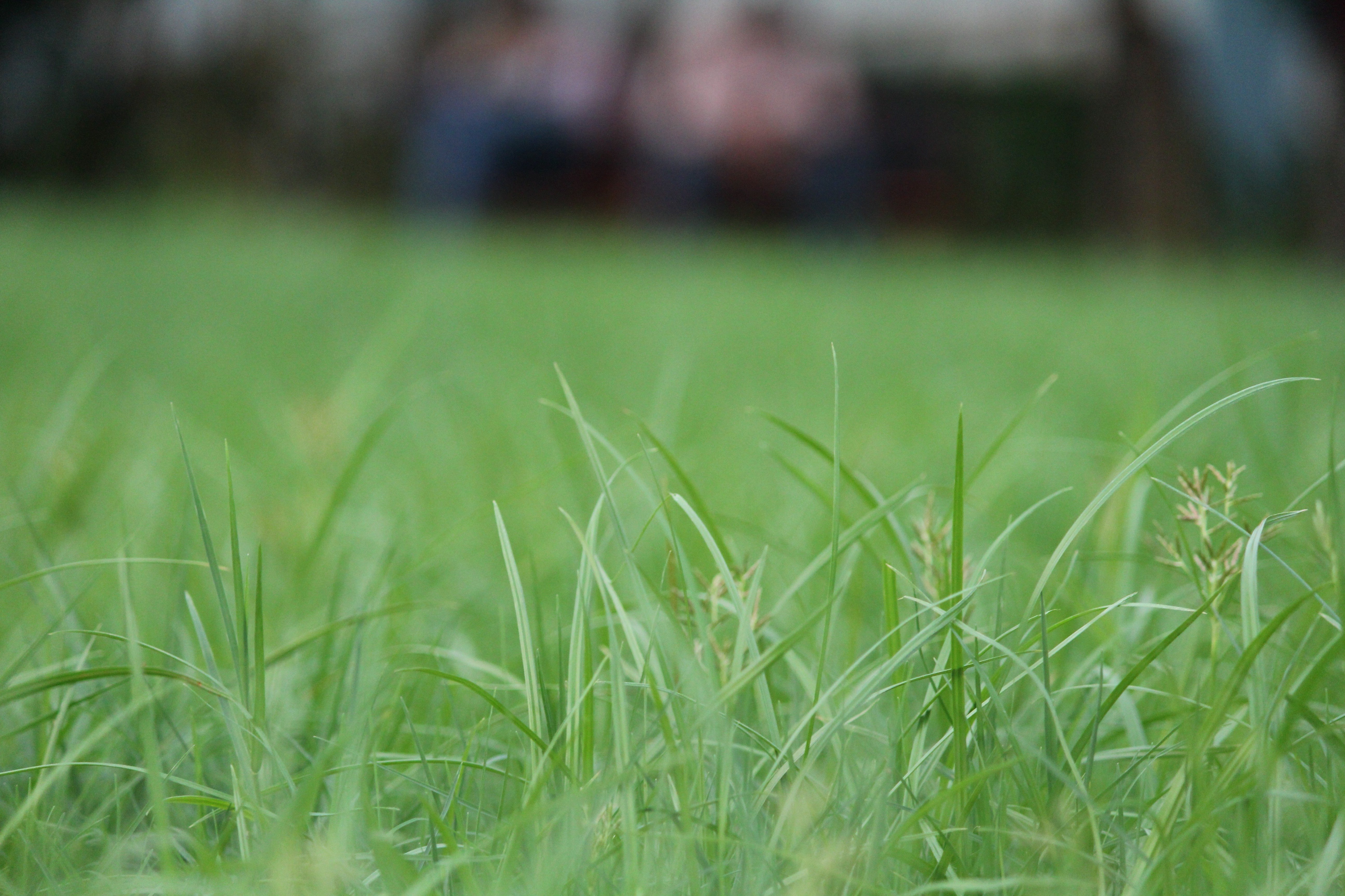 grass, Nature, Blurred Wallpapers HD / Desktop and Mobile Backgrounds