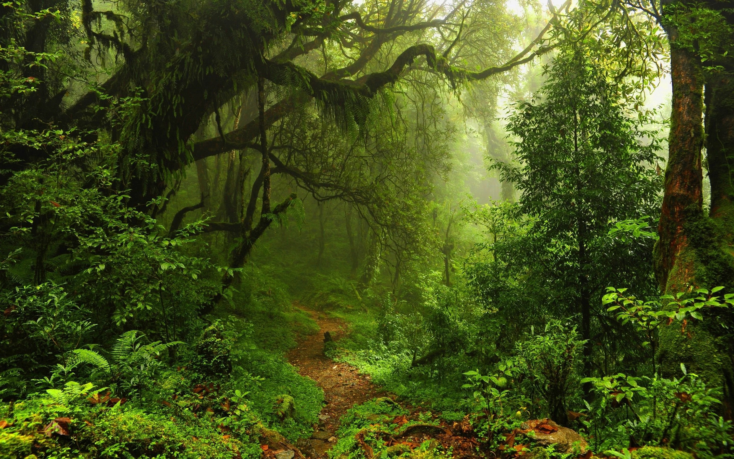 nature, Trees, Forest, Leaves, Lianas, Mist, Moss, Path, Plants, Ferns