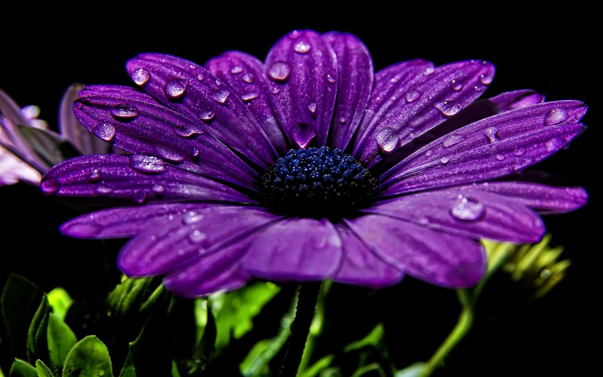 nature, Flowers, Purple, Purple Flowers, Macro, Closeup ...