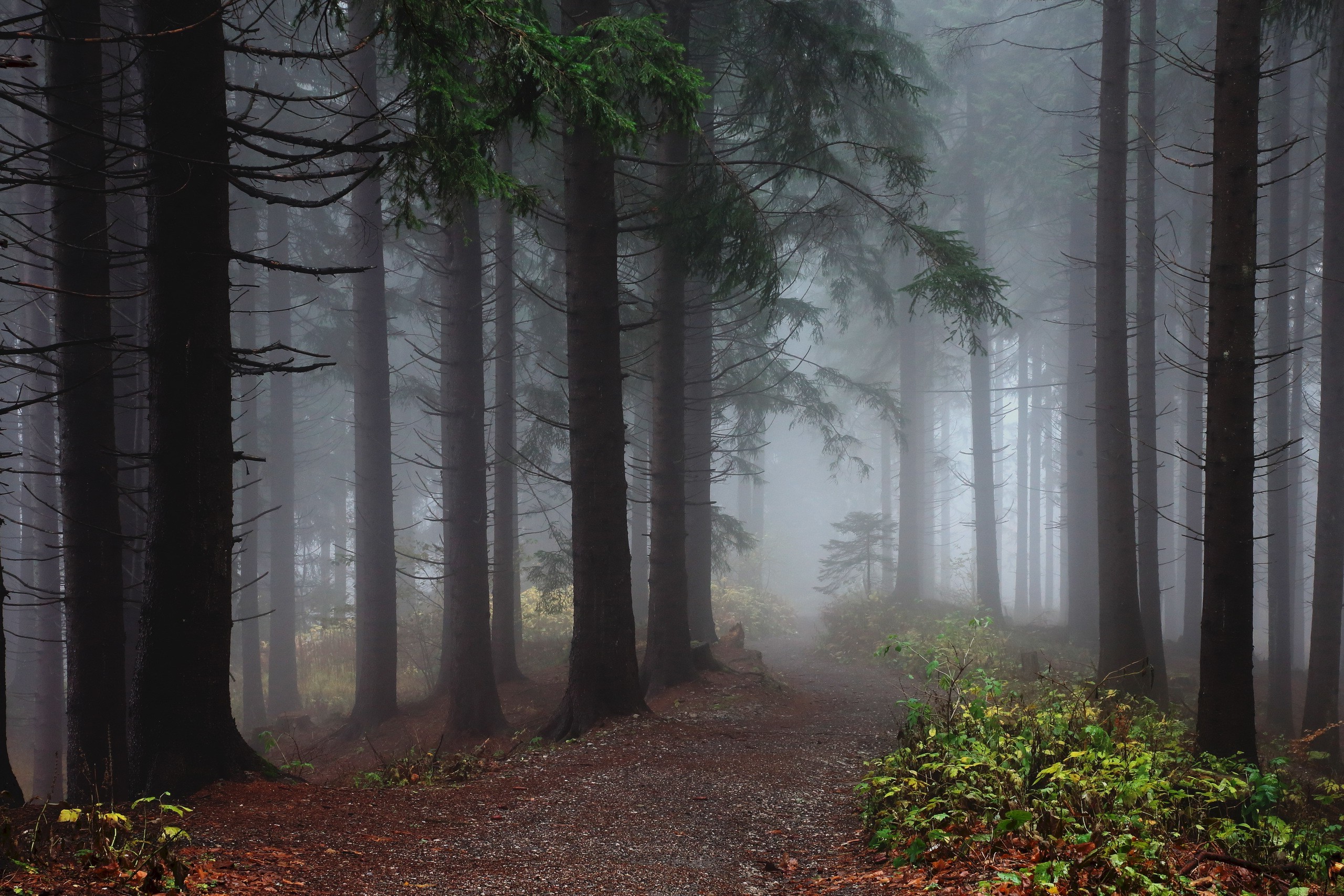 nature, Trees, Forest, Mist, Wood, Leaves, Plants, Path, Fall, Dirt