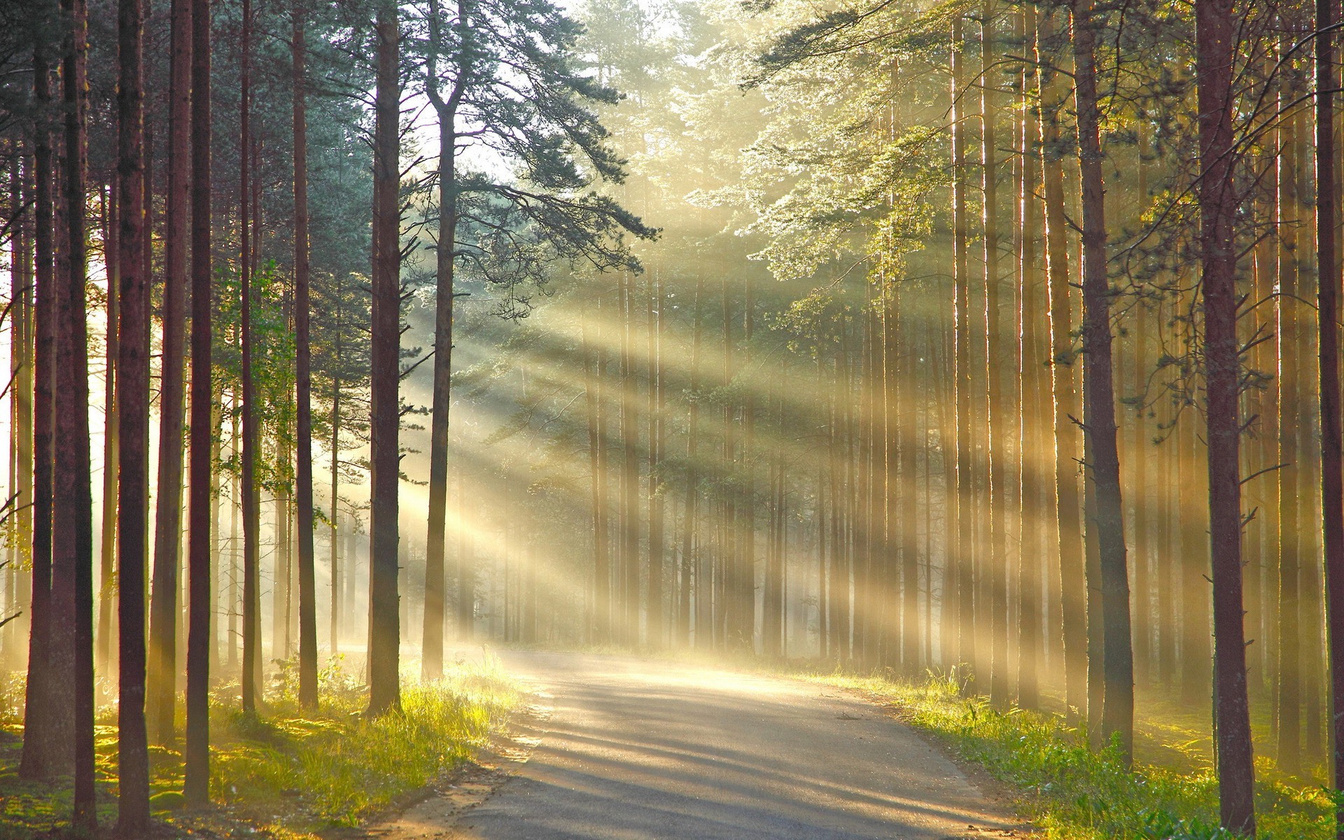 nature, Wood, Trees, Forest, Leaves, Road, Grass, Sun Rays, Branch